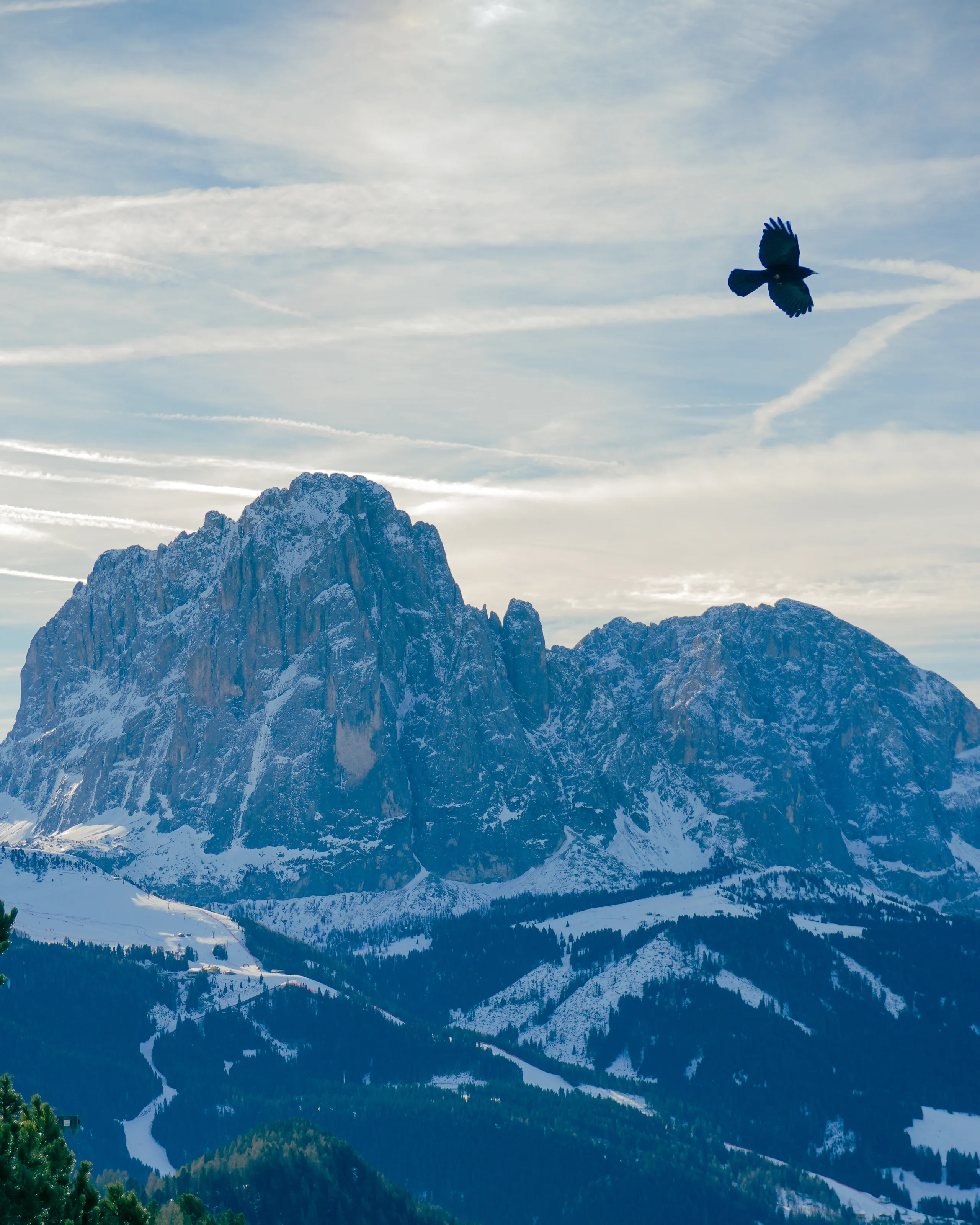 The eagle of Dolomites