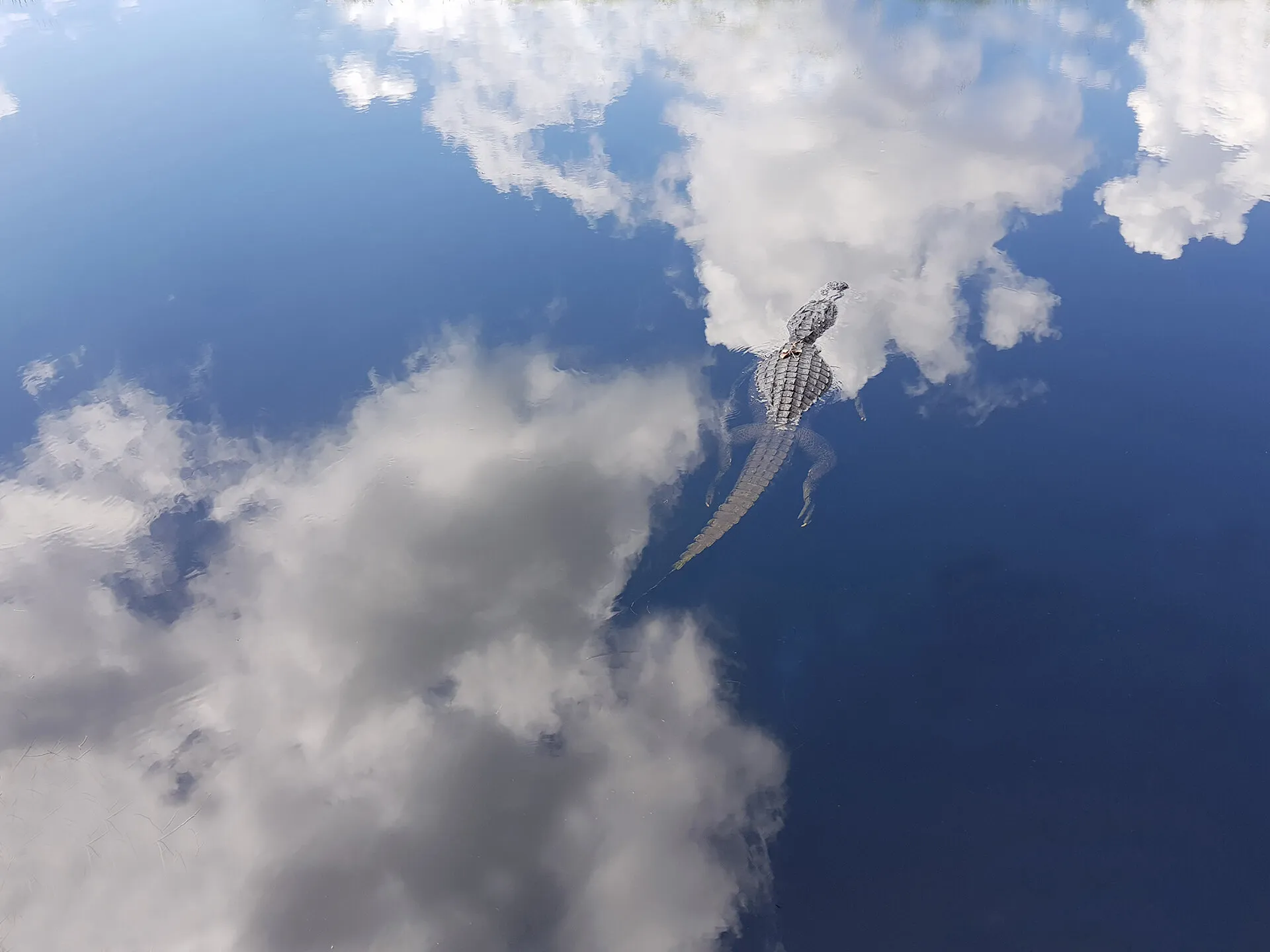 Flying Alligator