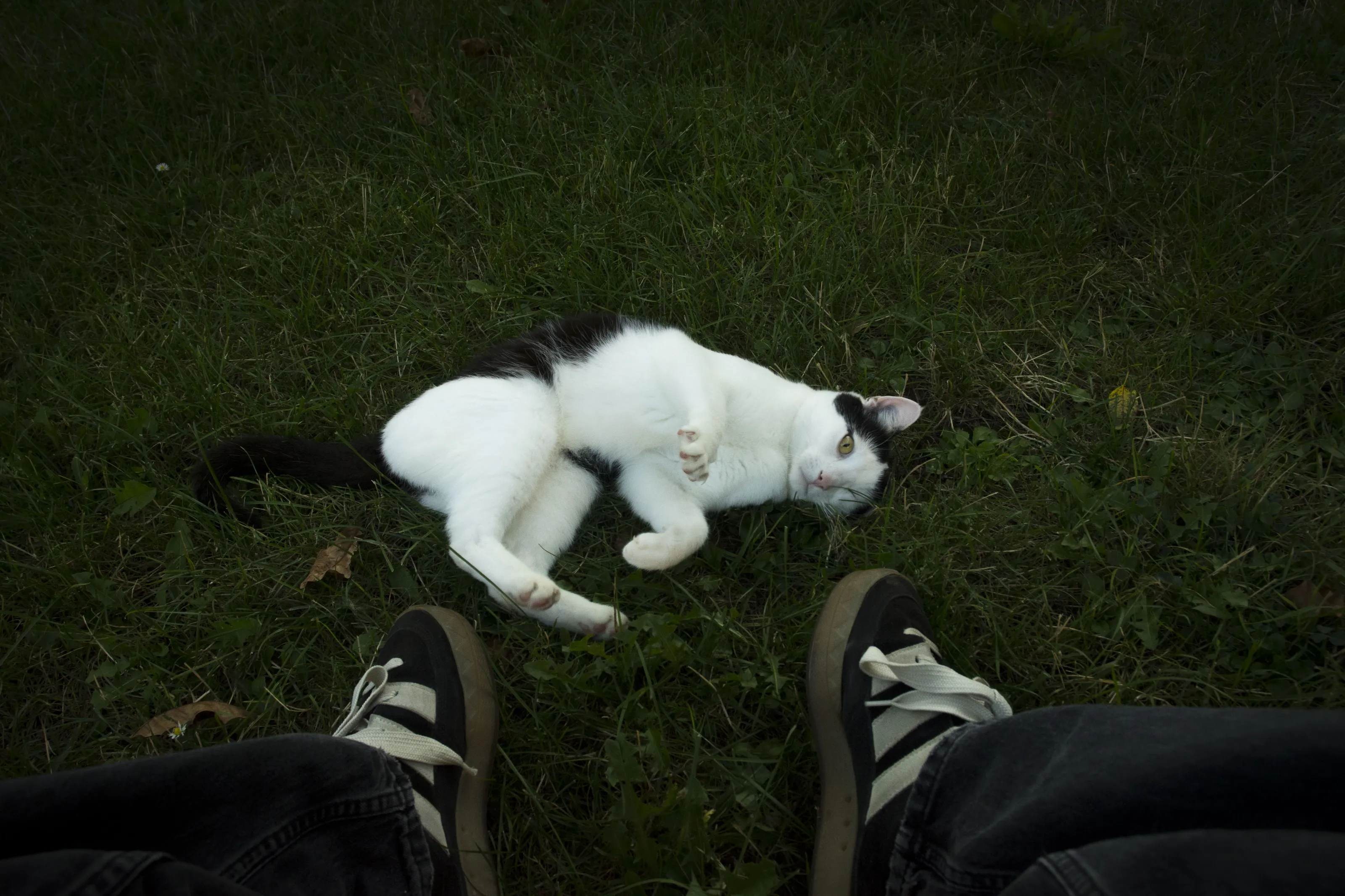 Cat in Garden