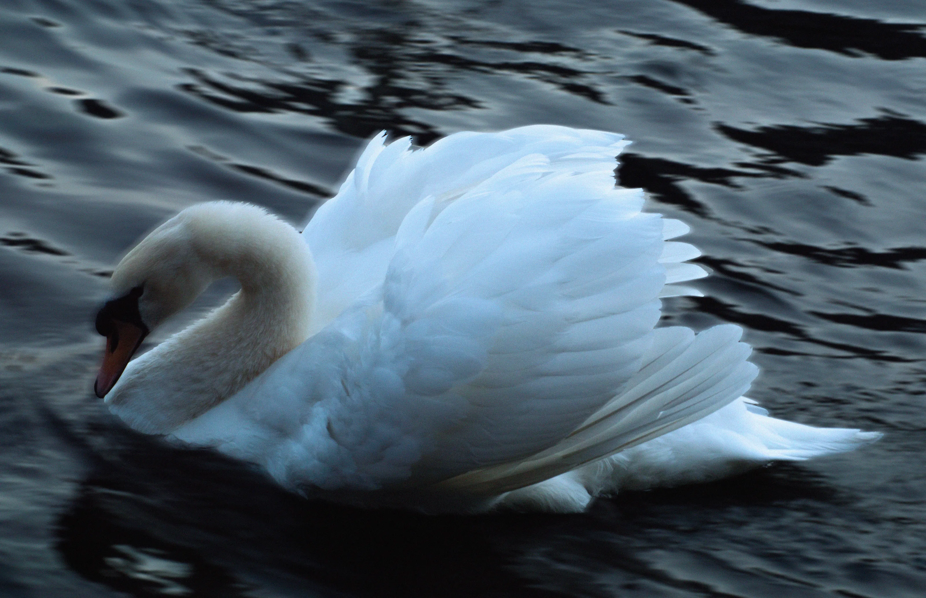 Dreamy Swan