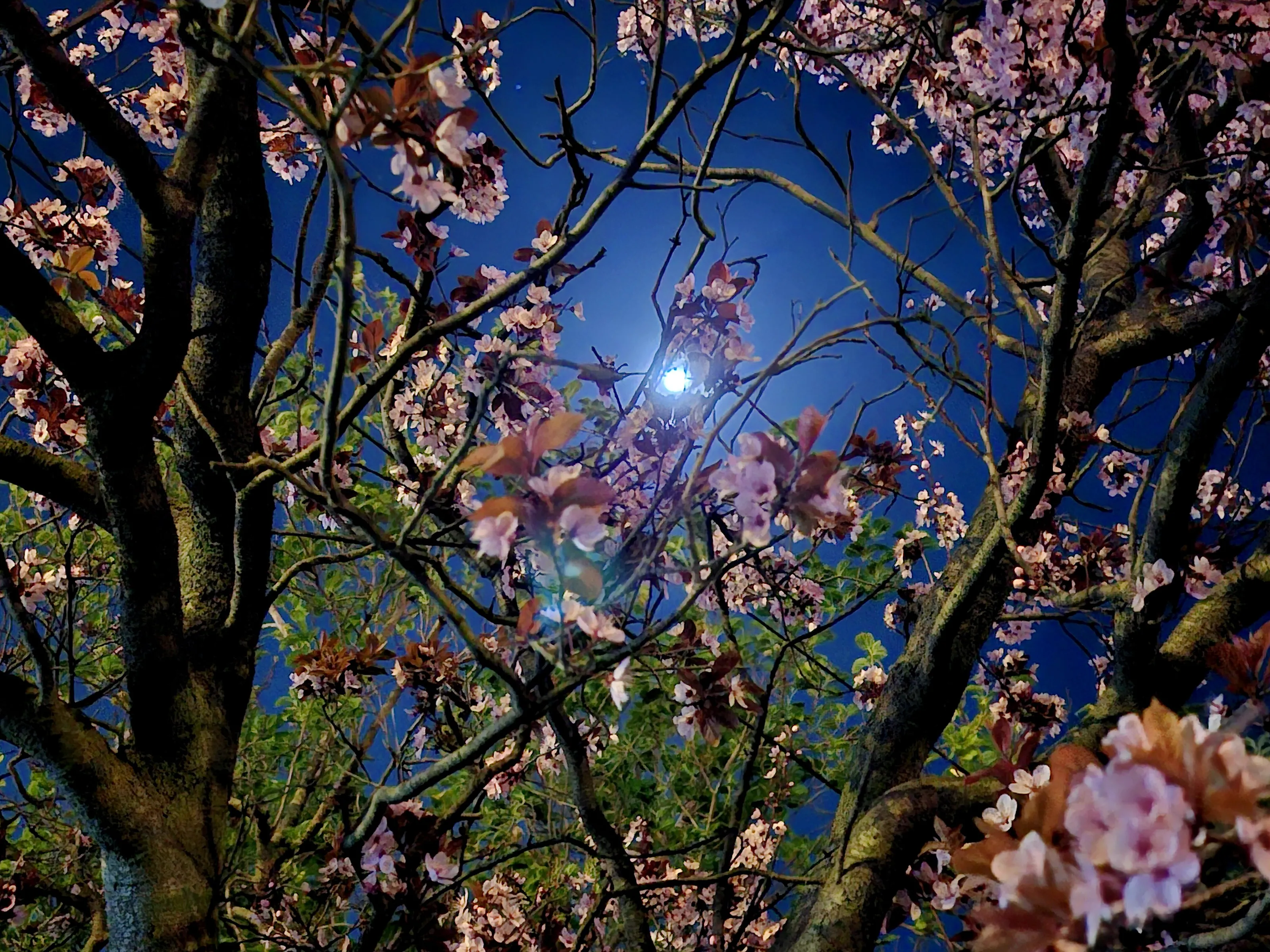 Front Garden Cherry Blossom Tree Under Bright Moonlight