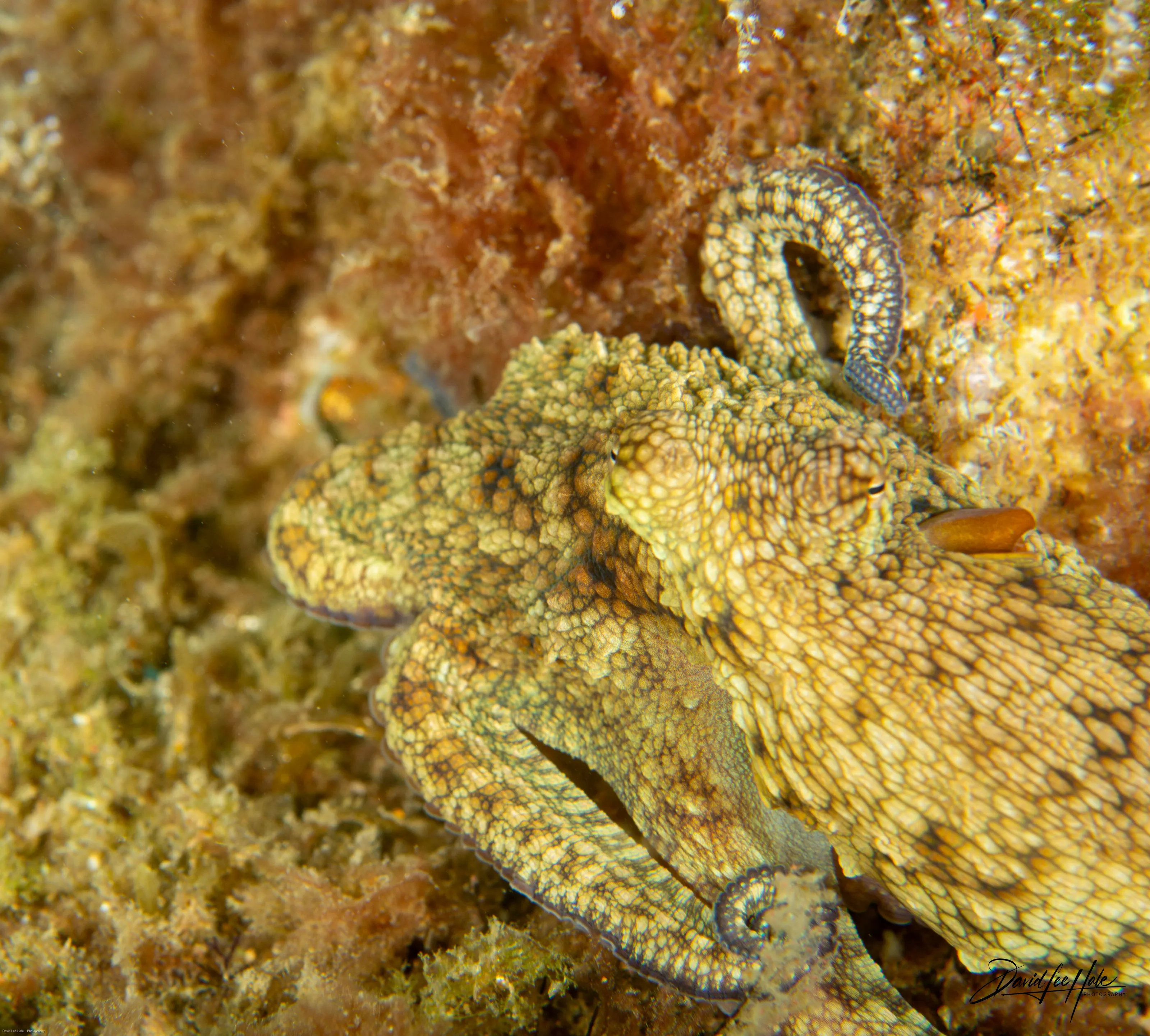 Octopus on the Suchiate