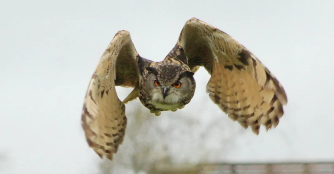 Long eared owl