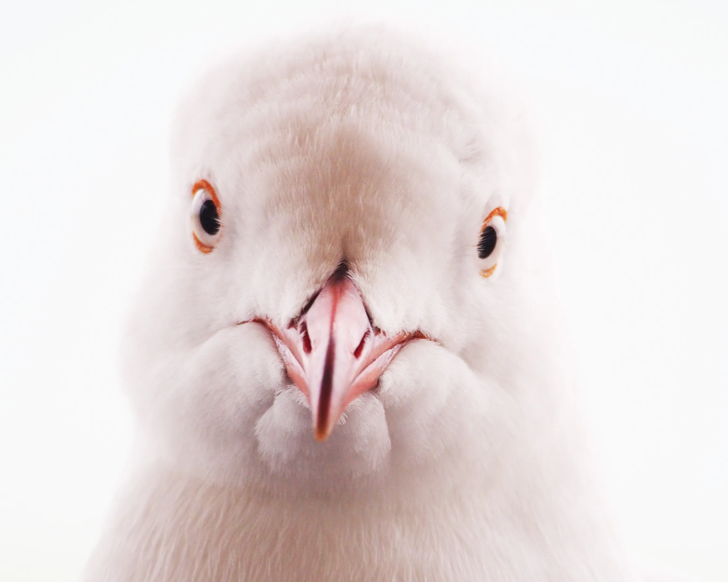 seagull stare