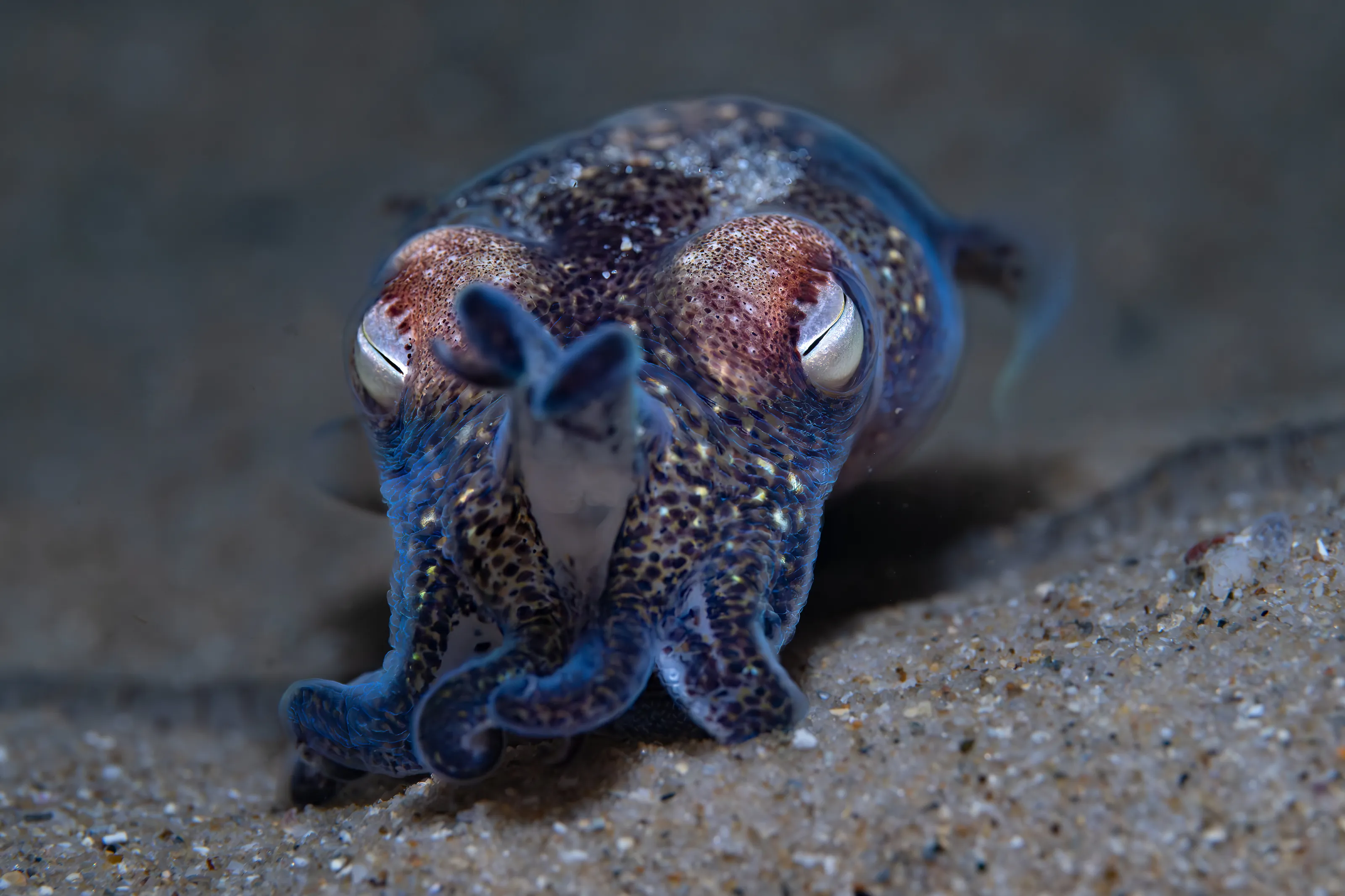Southern Bobtail Squid