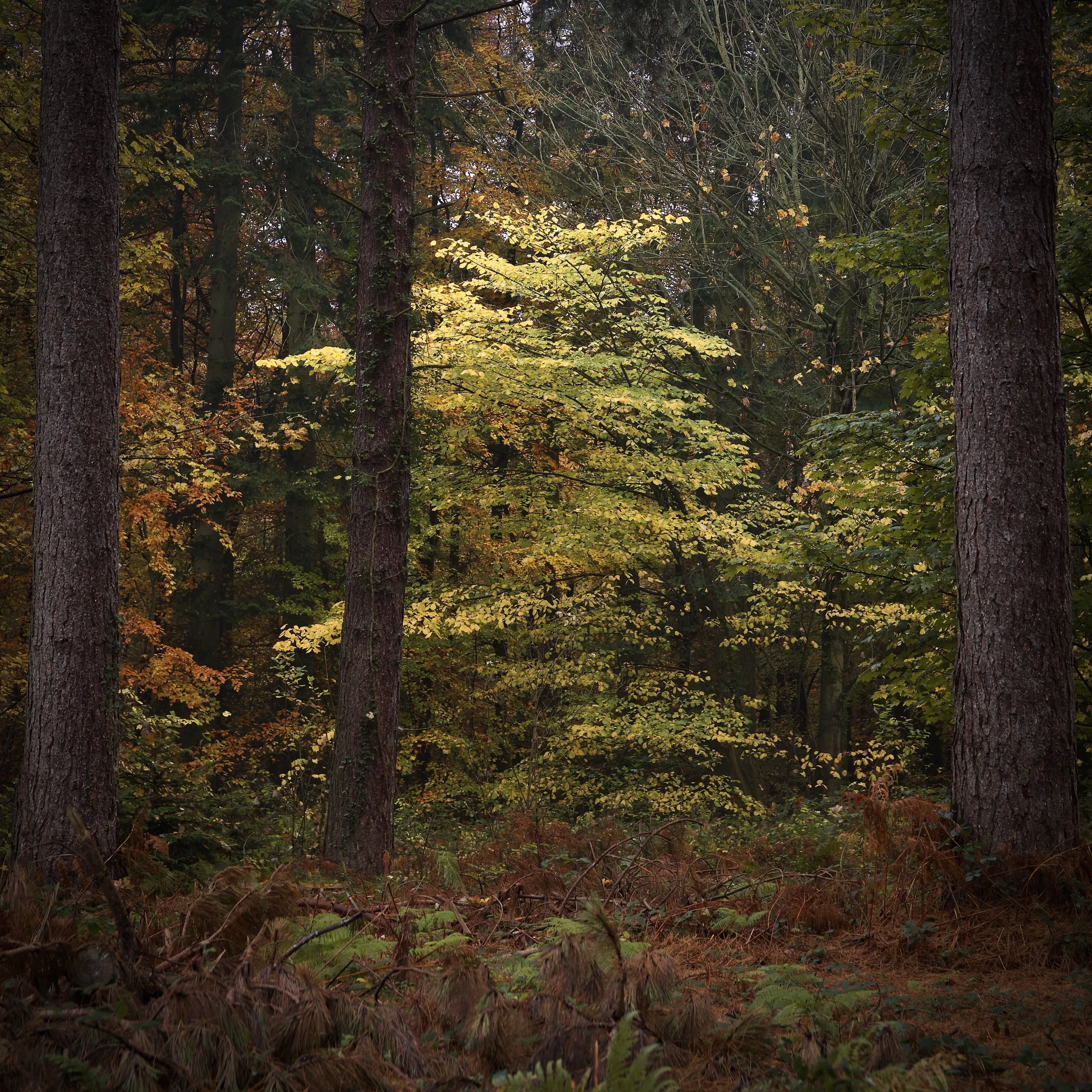 Shimming tree