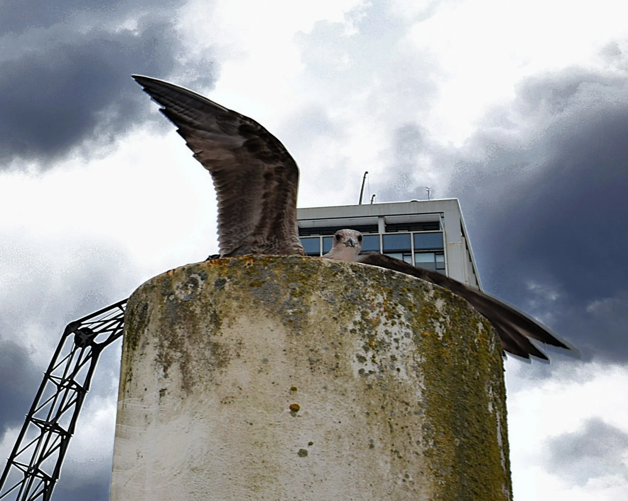 Seagull on a pole in the Rotterdam harbour waving with his wing