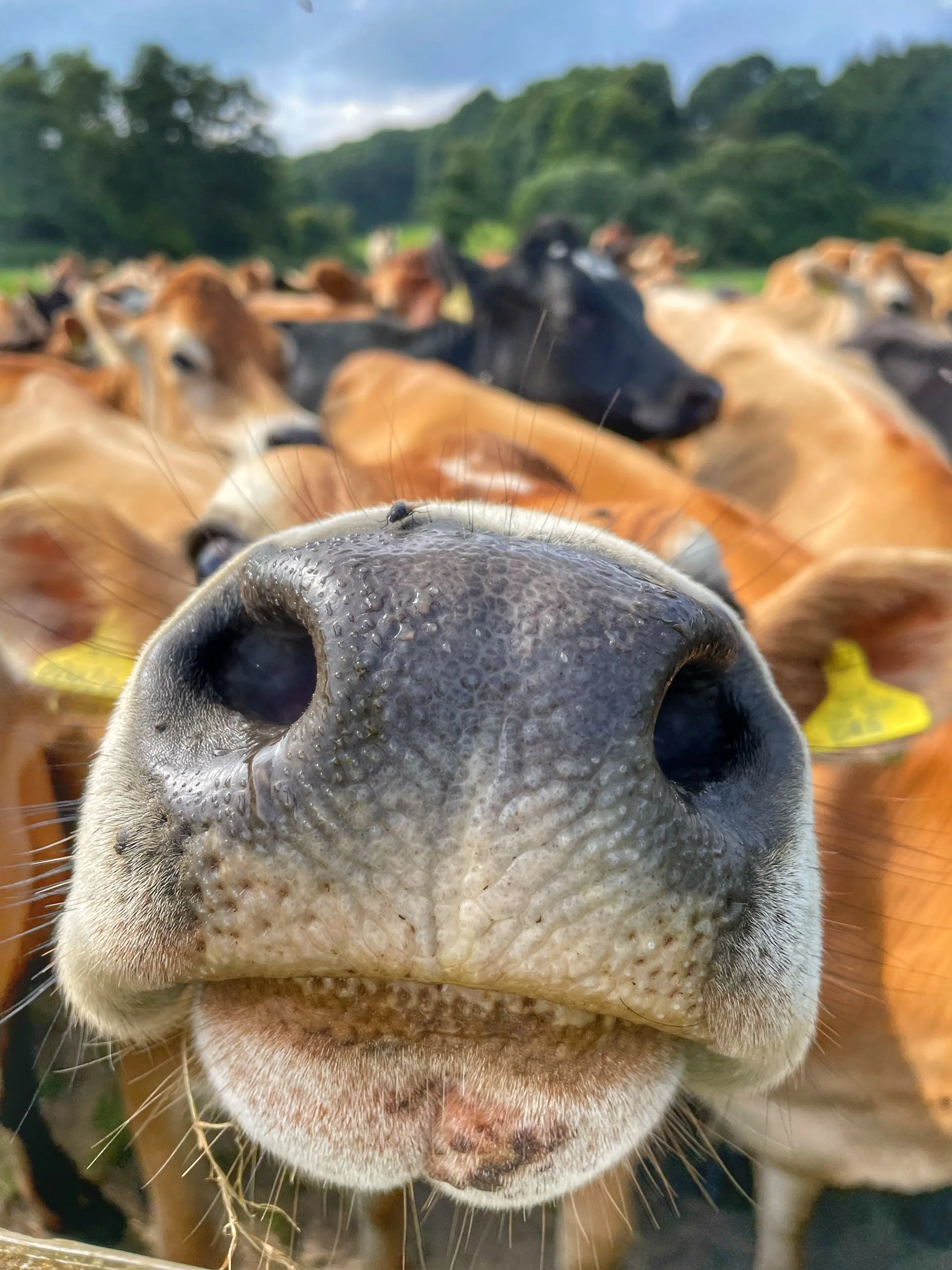 Fly on the nose!