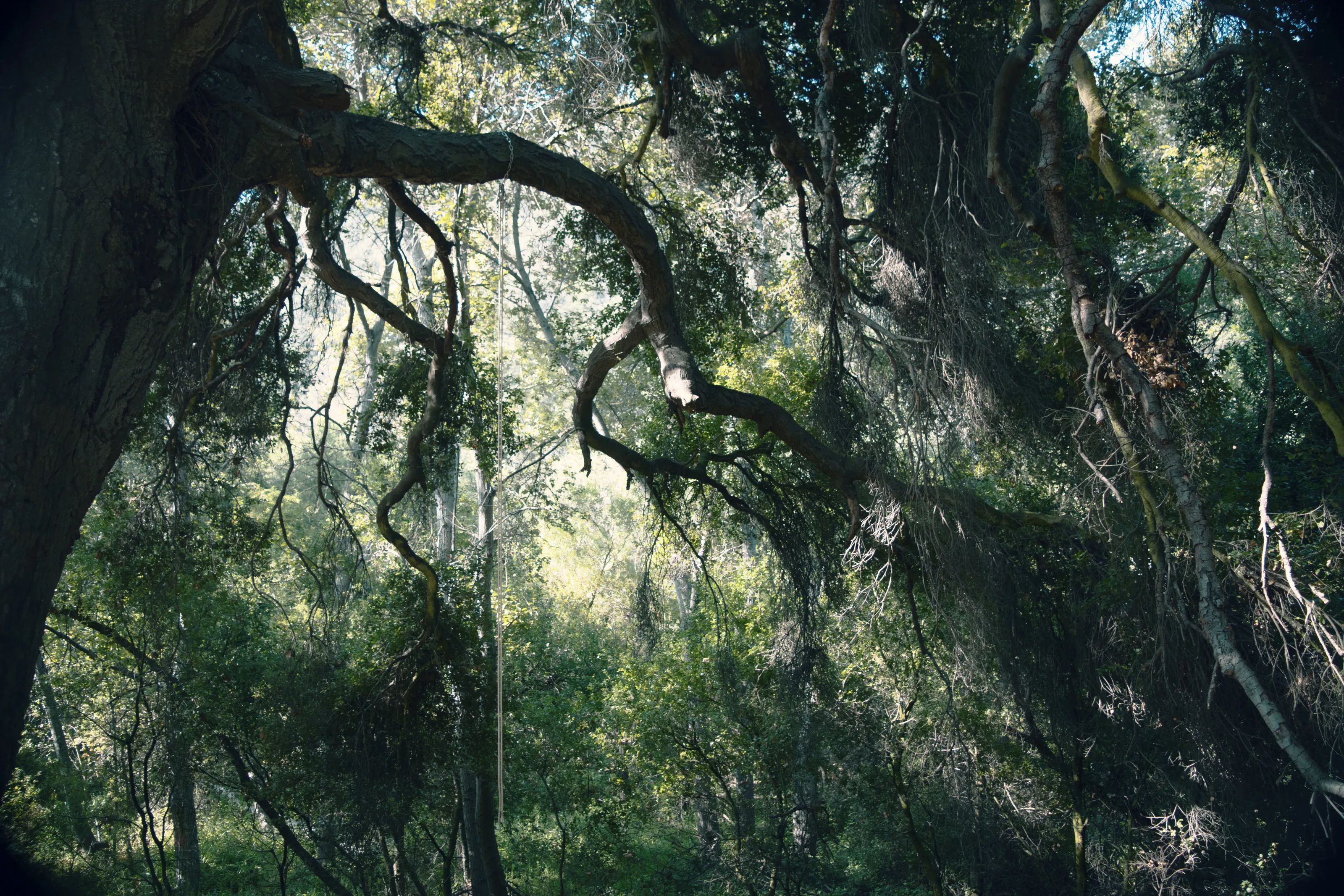 Forest Entanglement