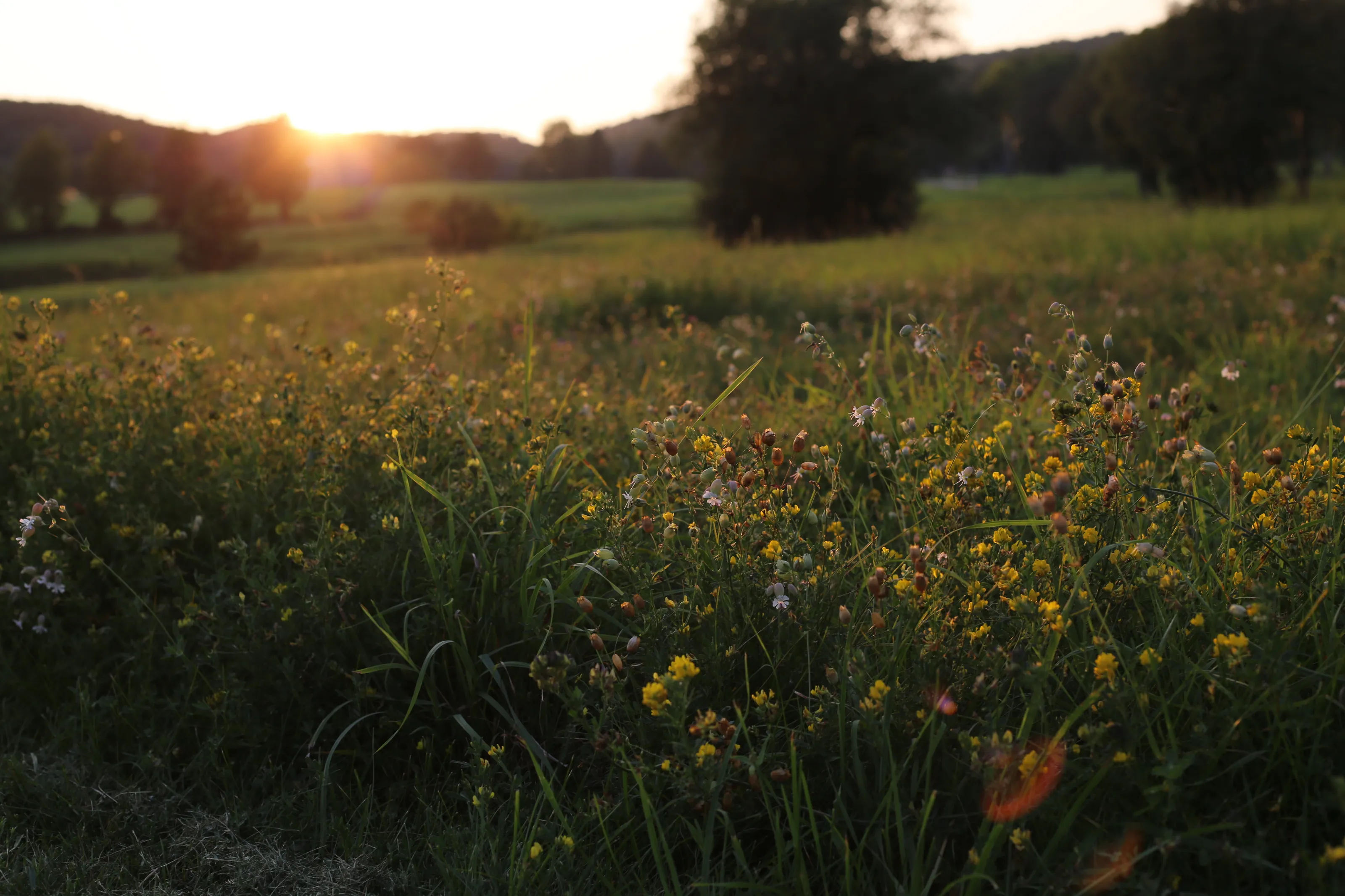 Evening