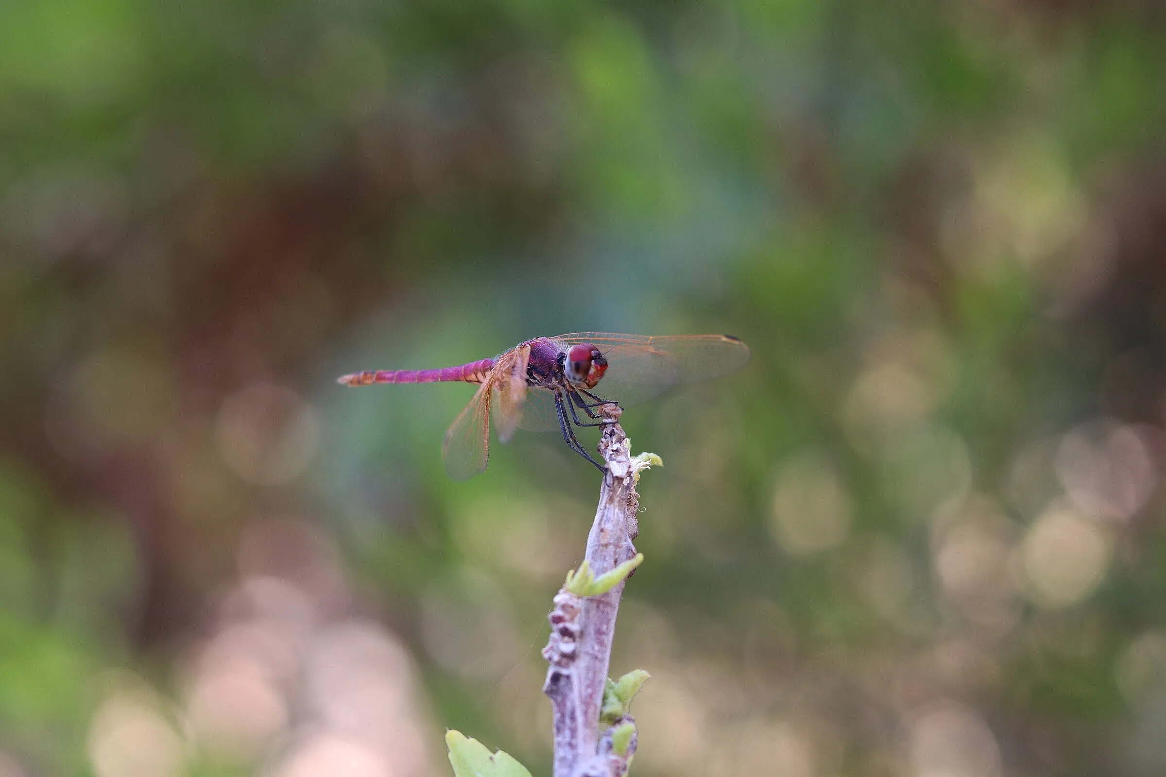 Dragonfly