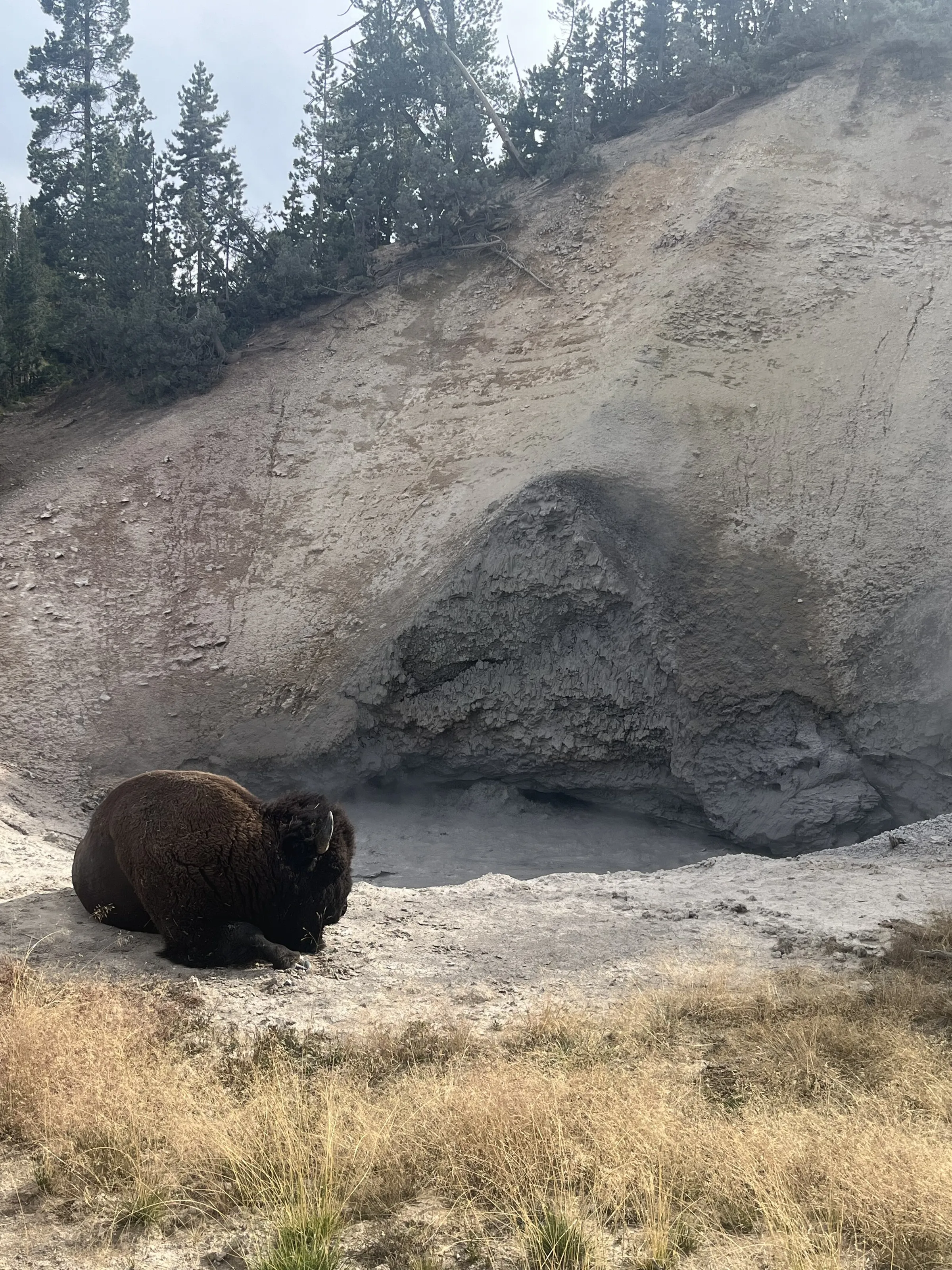 Bison at Mud Volcano