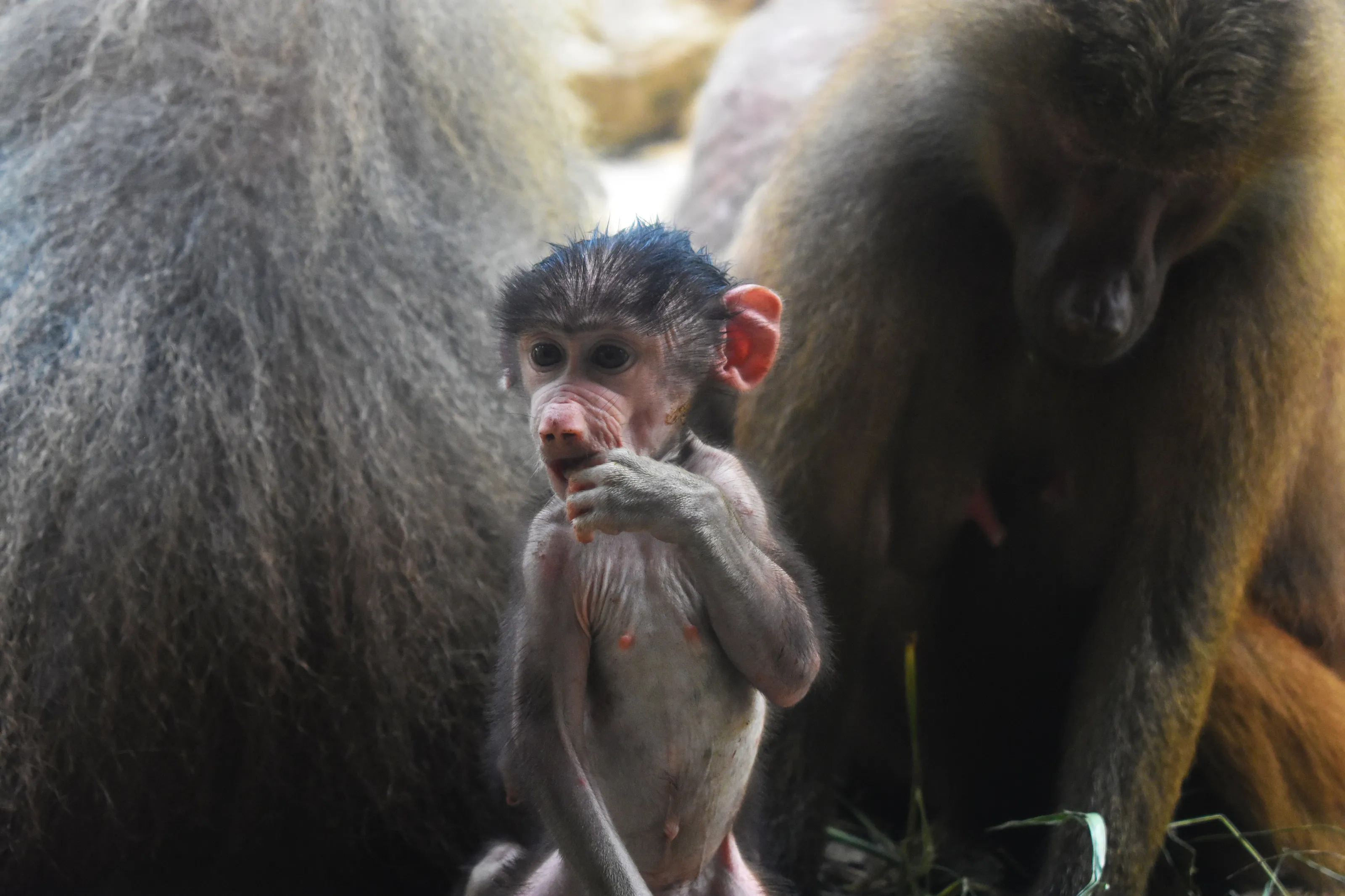 Baby Monkey