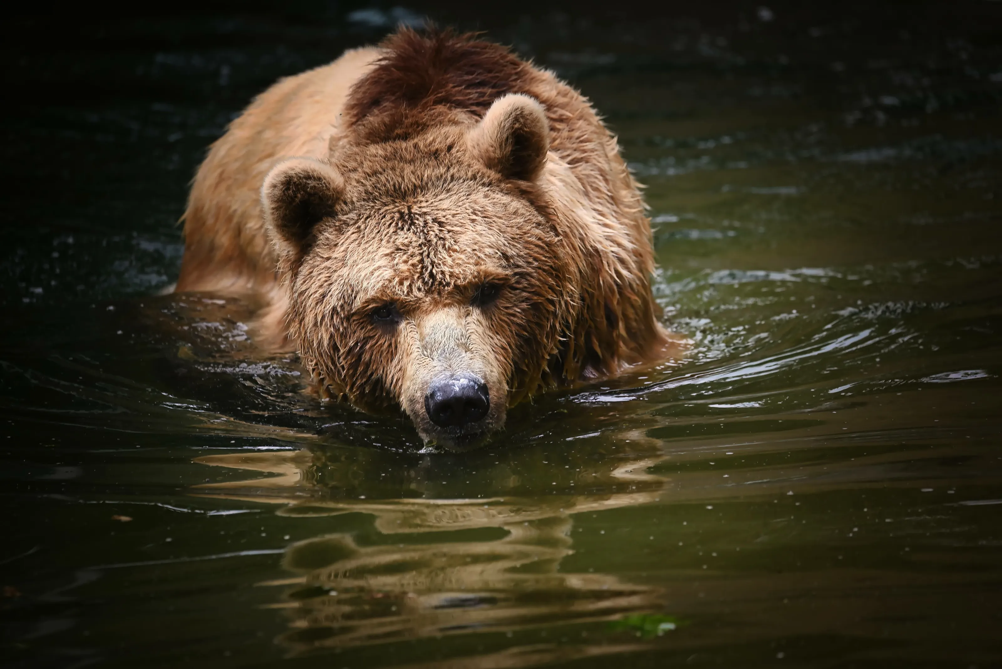 The brown bear
