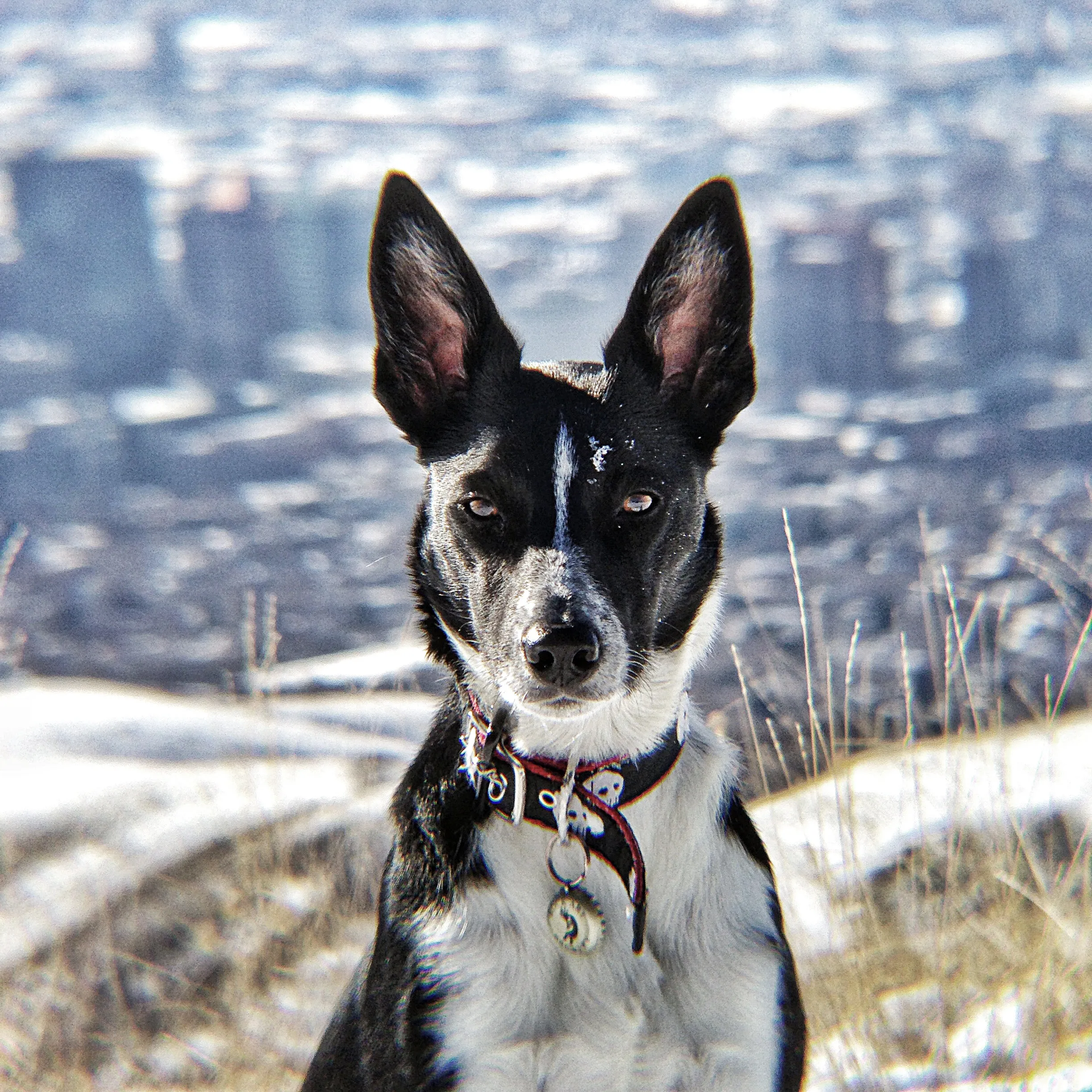 Regal Eldora