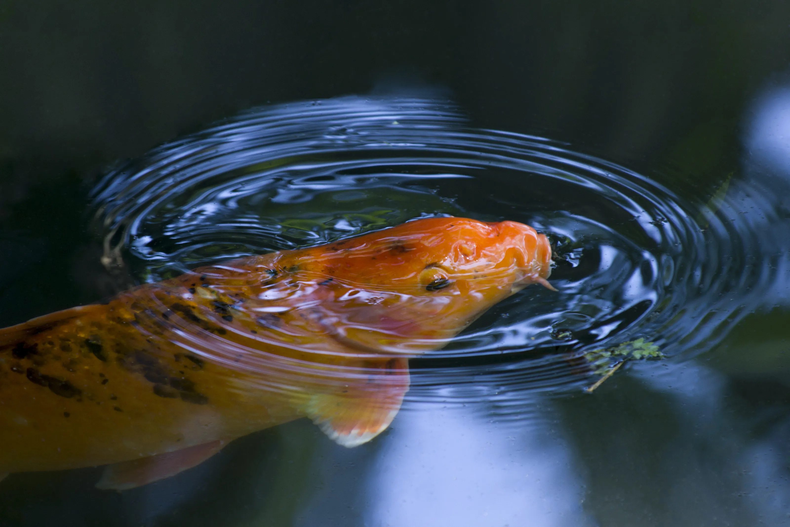 Fish out of water