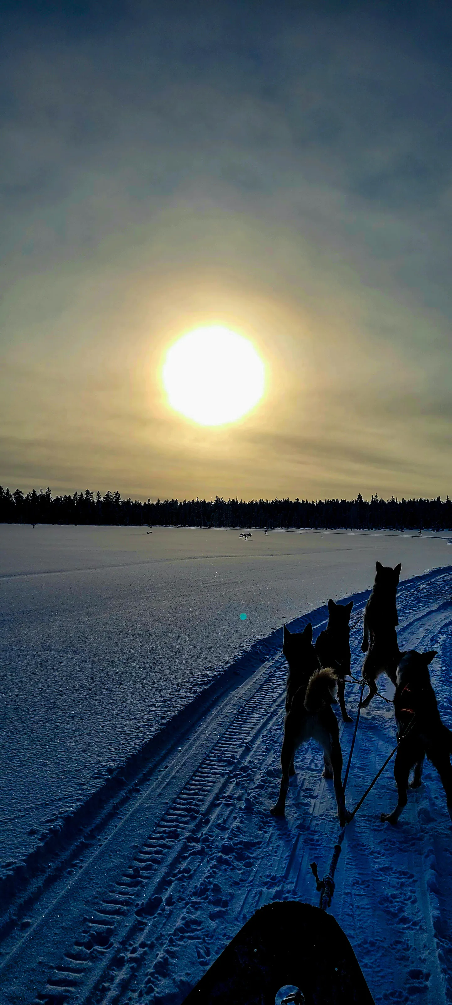 Sleddog Happiness