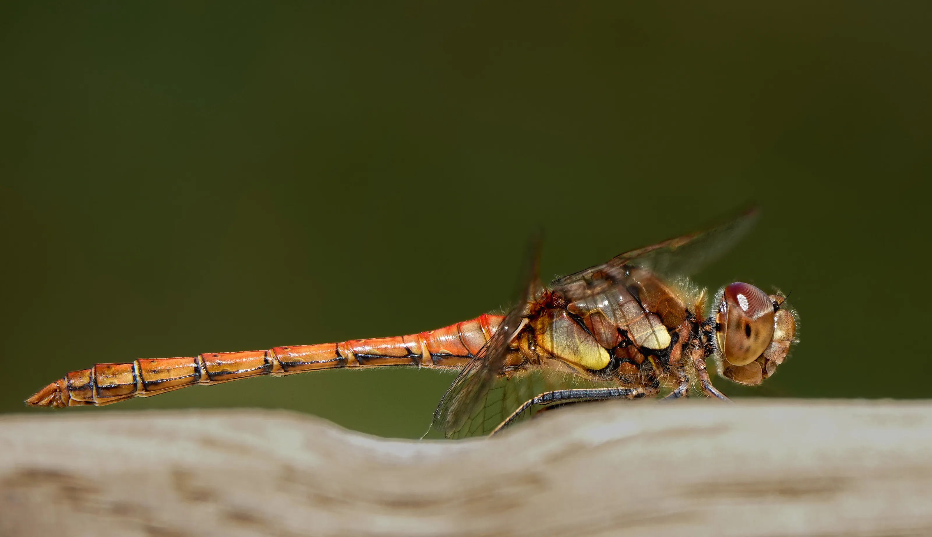 Common Darter Dragonfly.