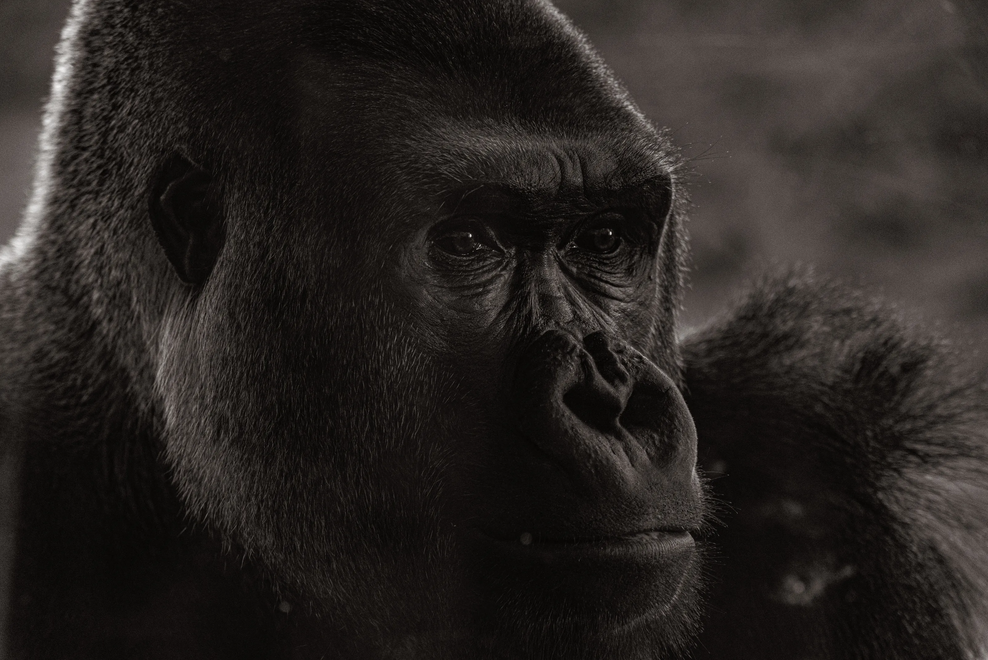 Silverback Gorilla