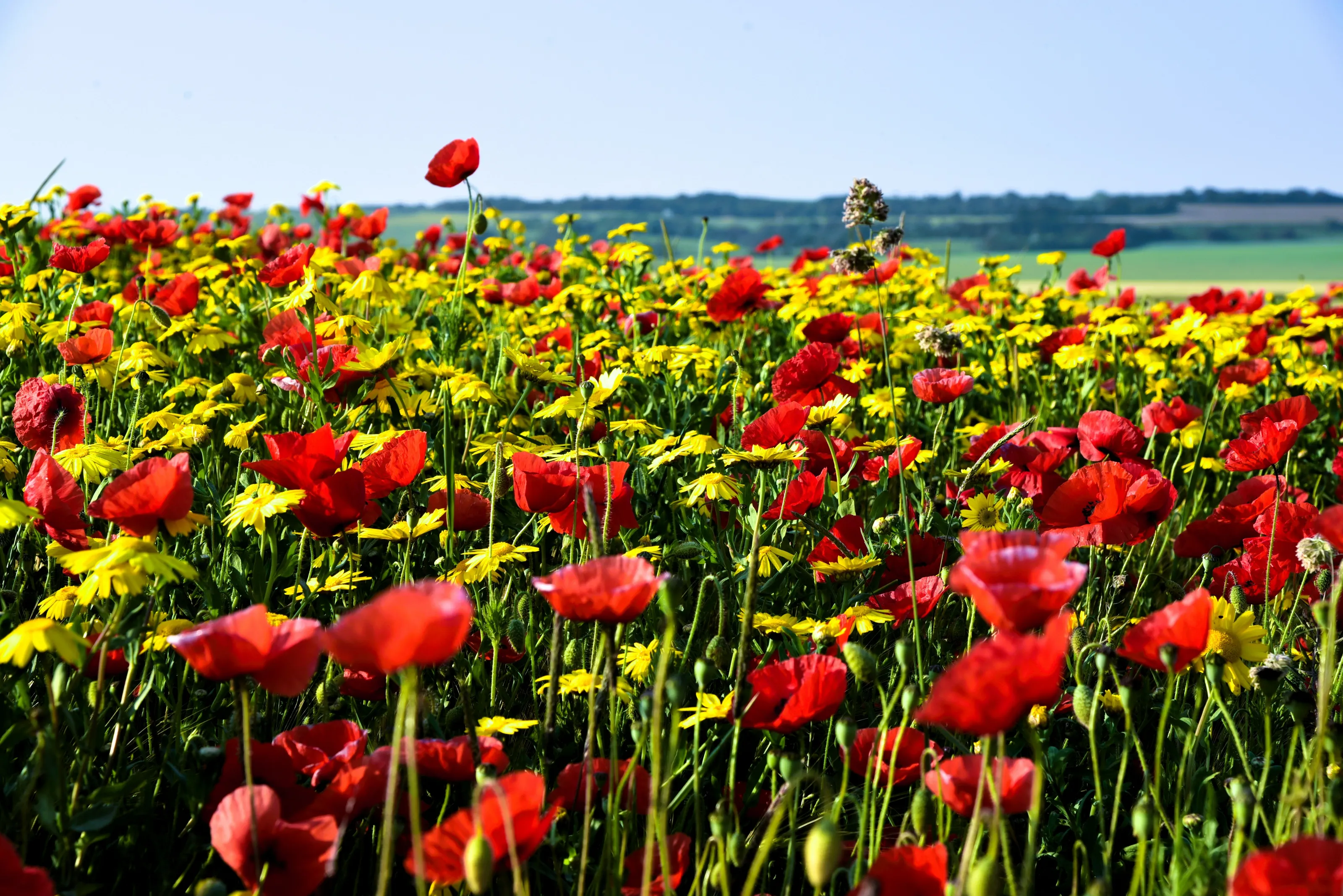 many poppies