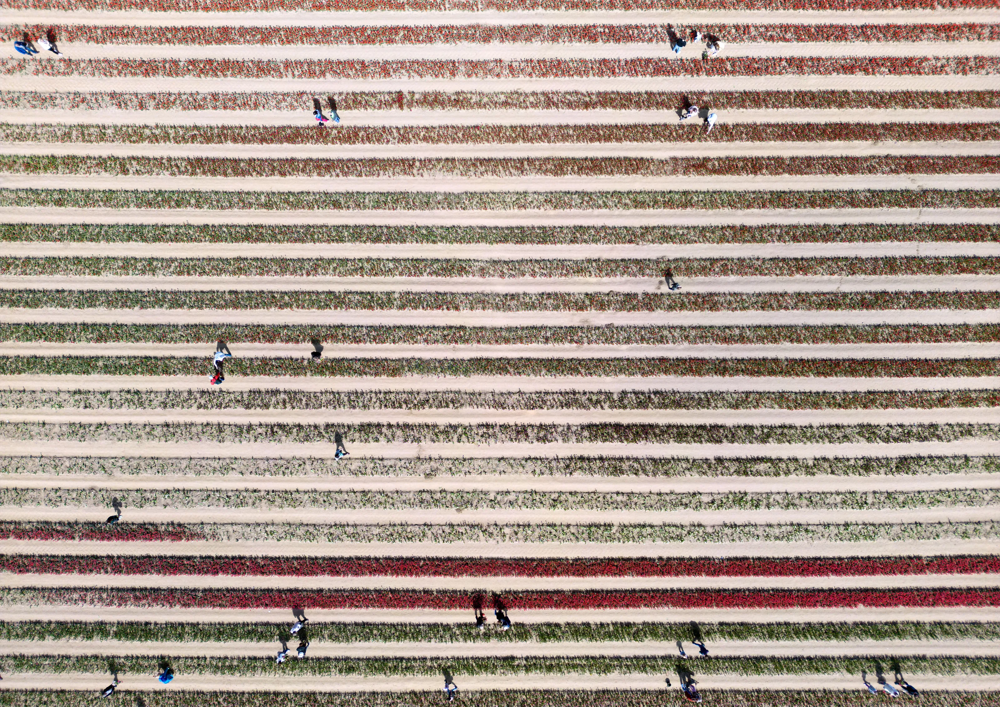 Tulips harvesting