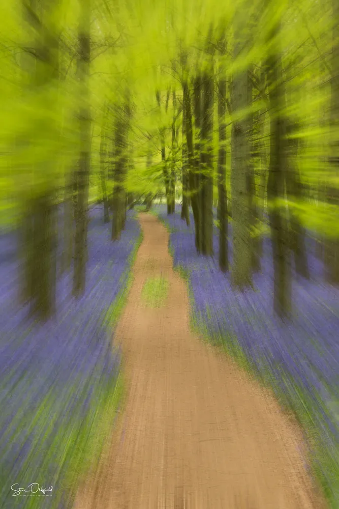 Bluebell Blur