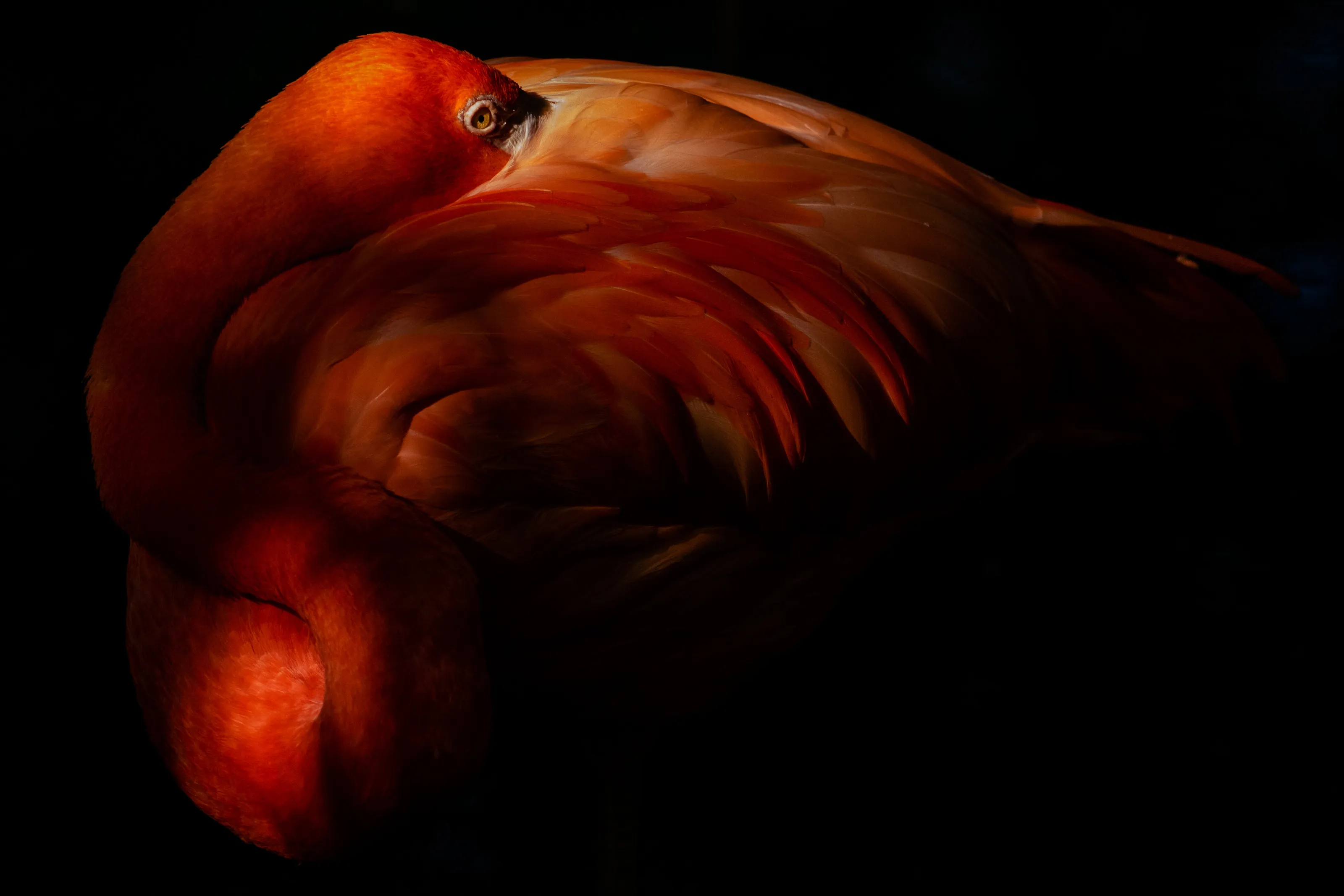 Resting flamingo