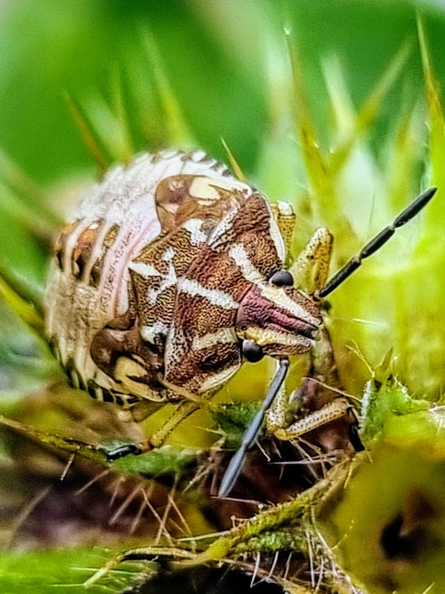 Carpocoris purpureipennis