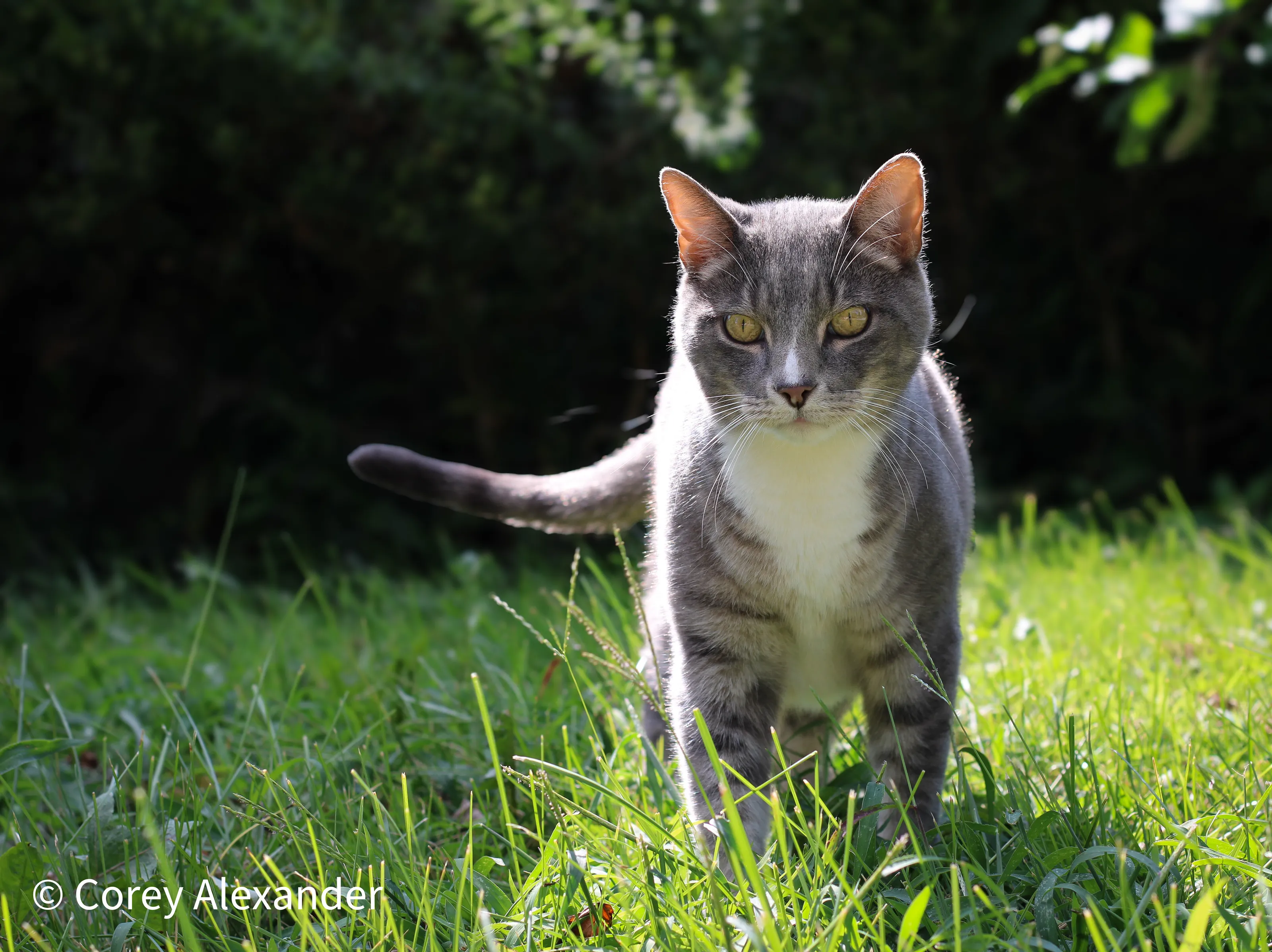 Joe the Neighborhood Cat