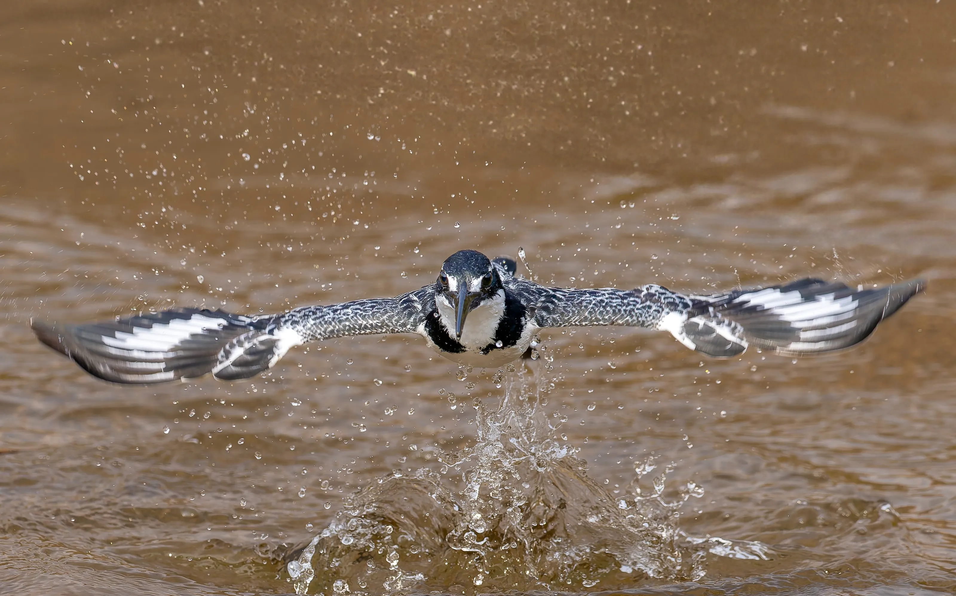 Pied kingfisher