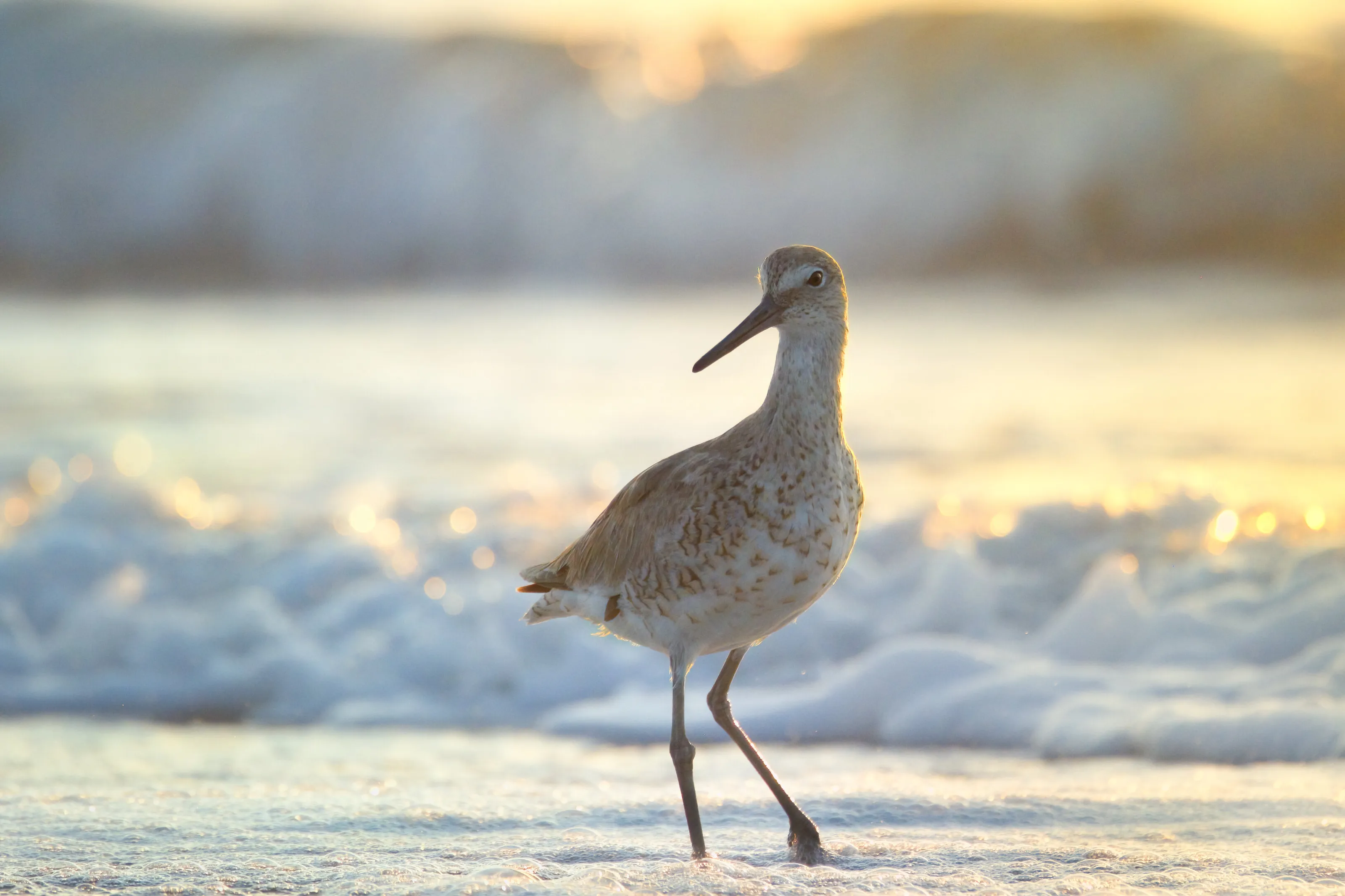 Golden Hour Willet