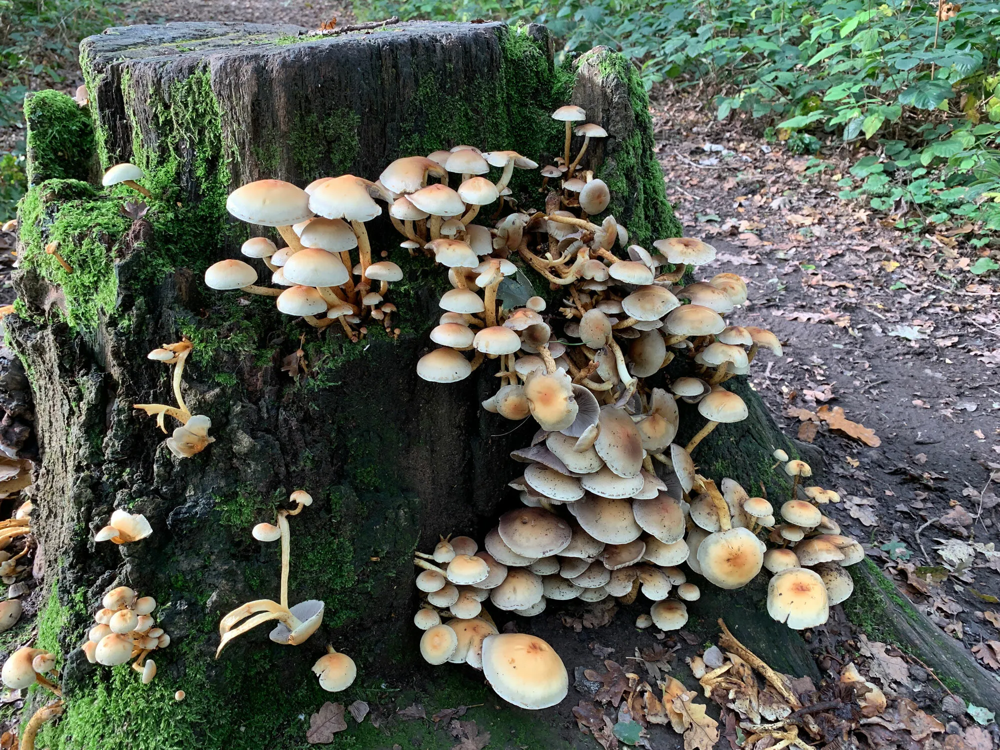Tree Stump fungi