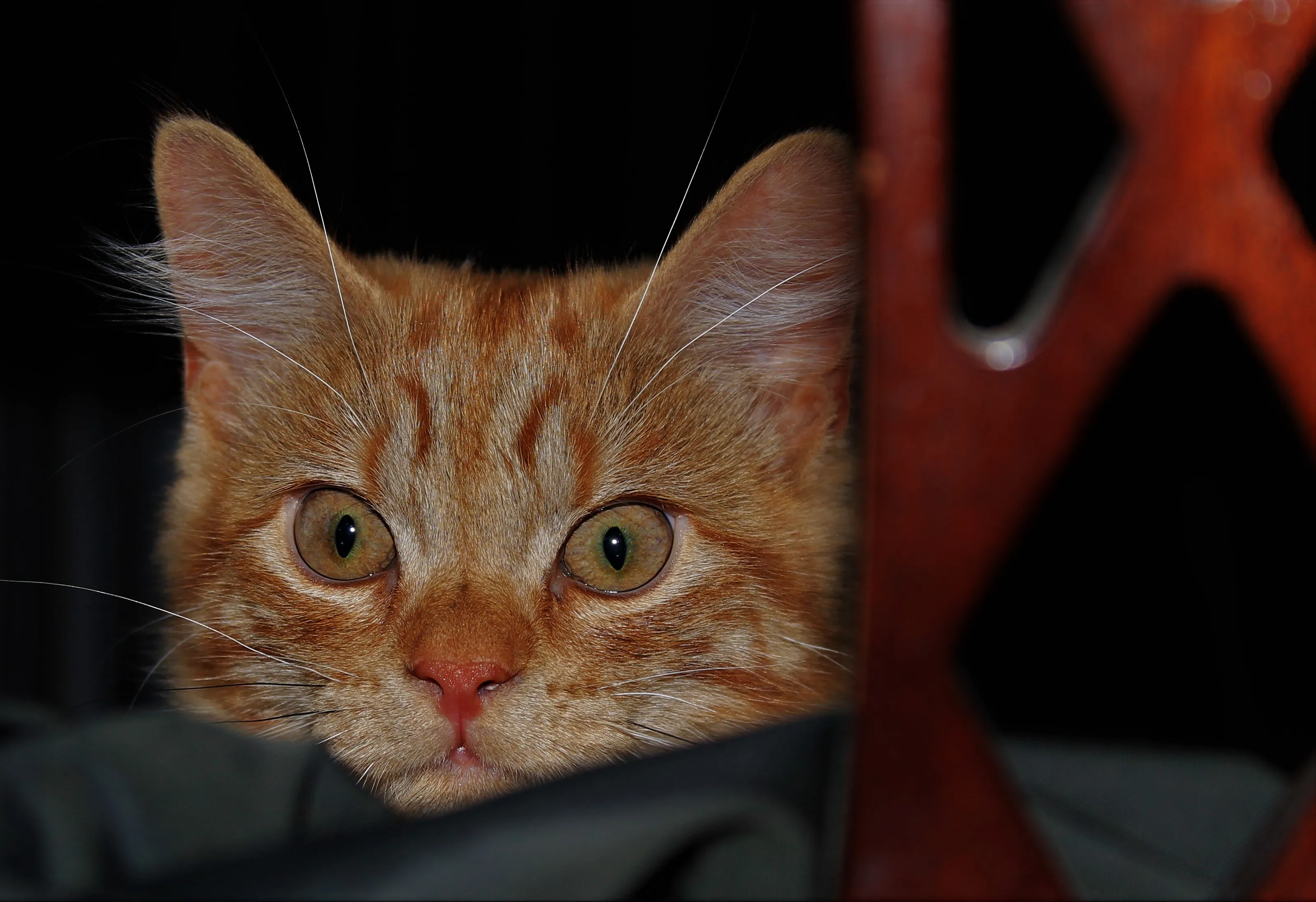 Simba