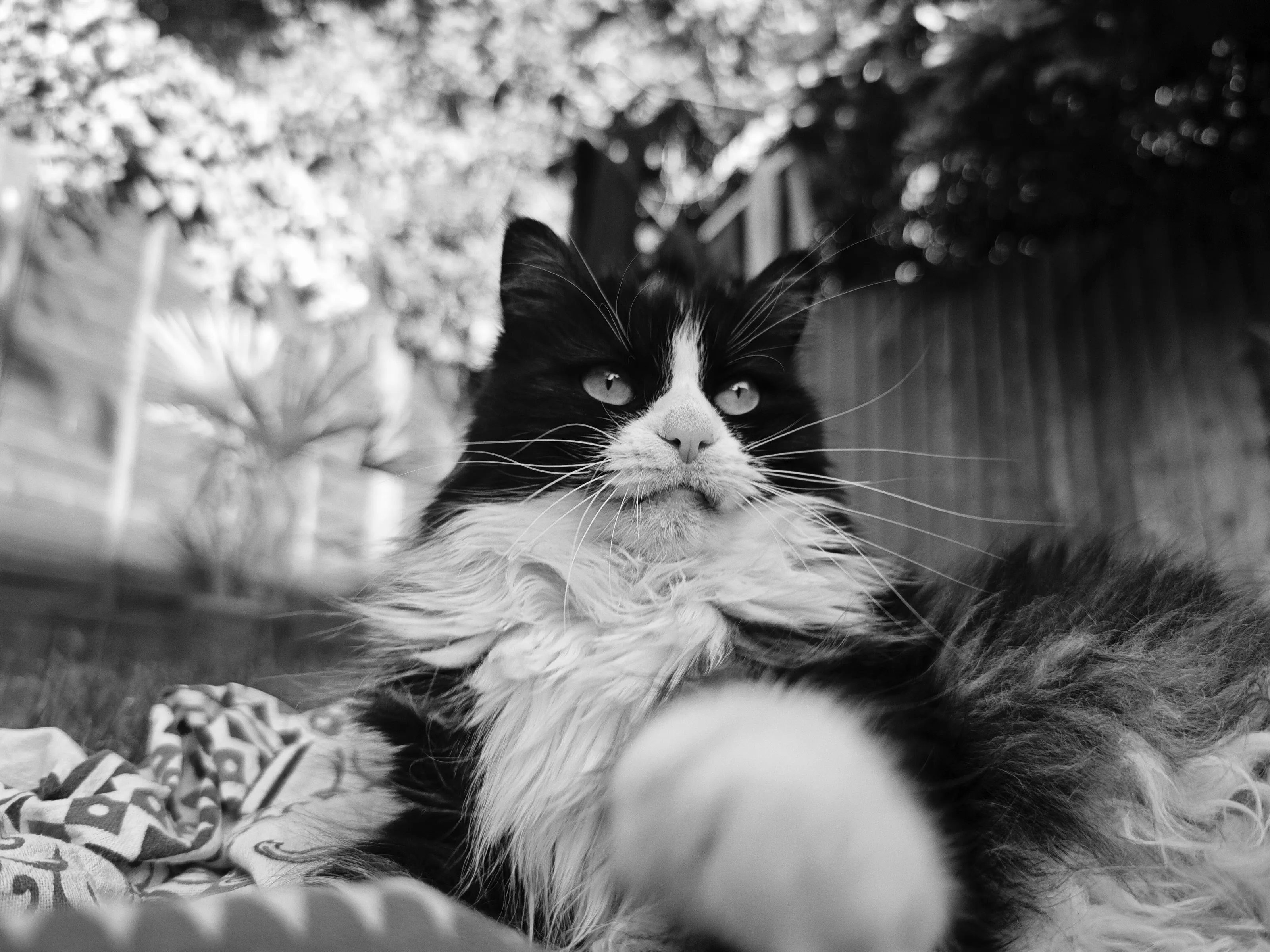 Bilbo