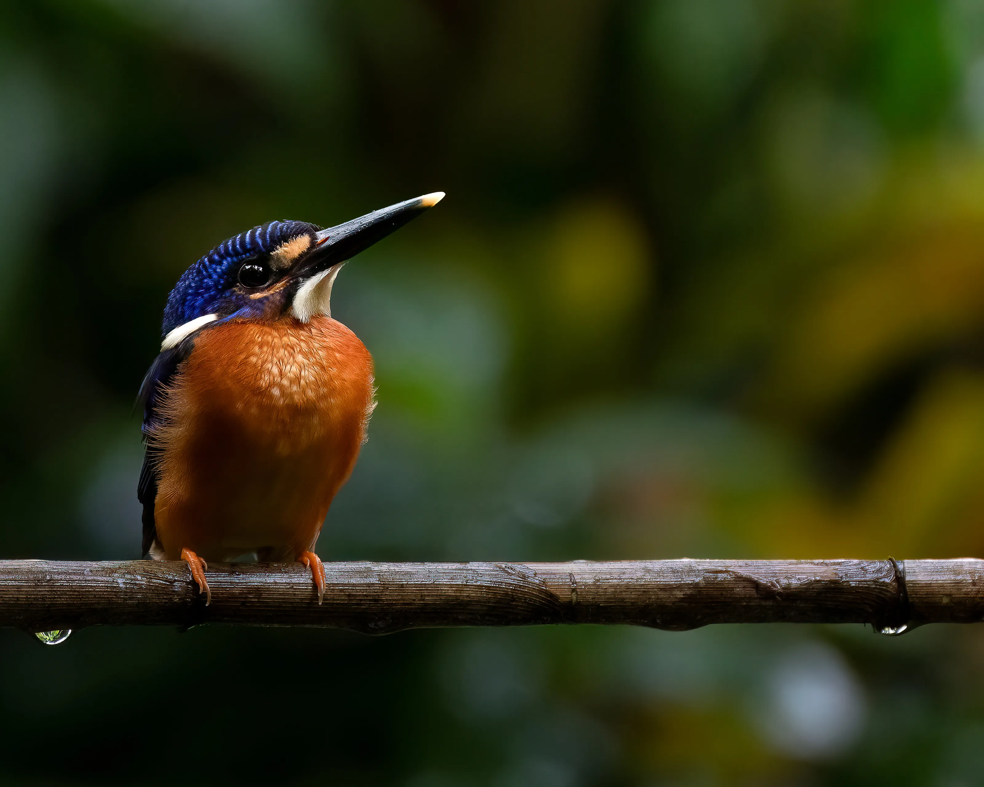 Blue-Eared Kingfisher