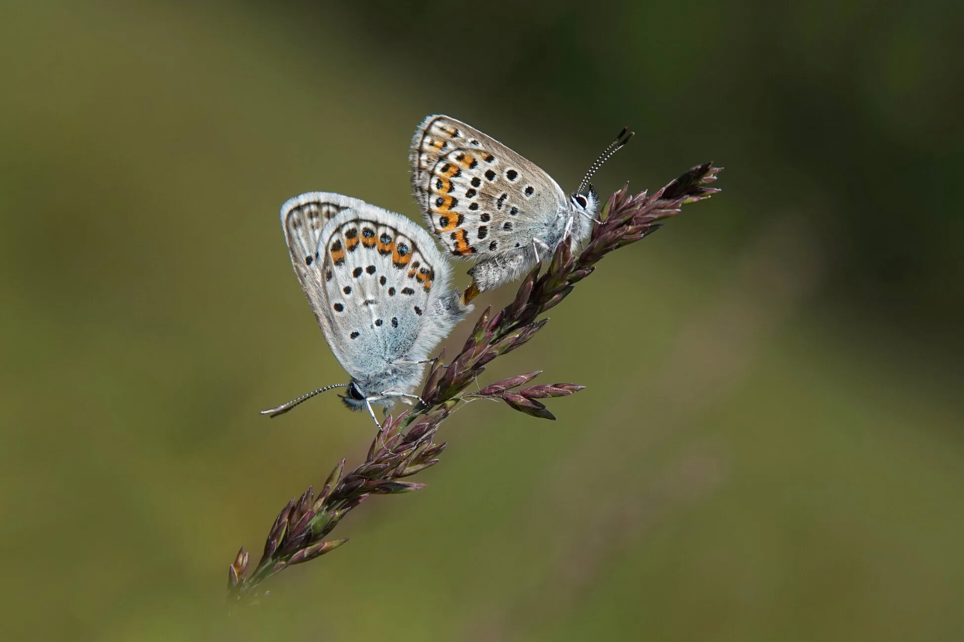 Insects Interacting Together