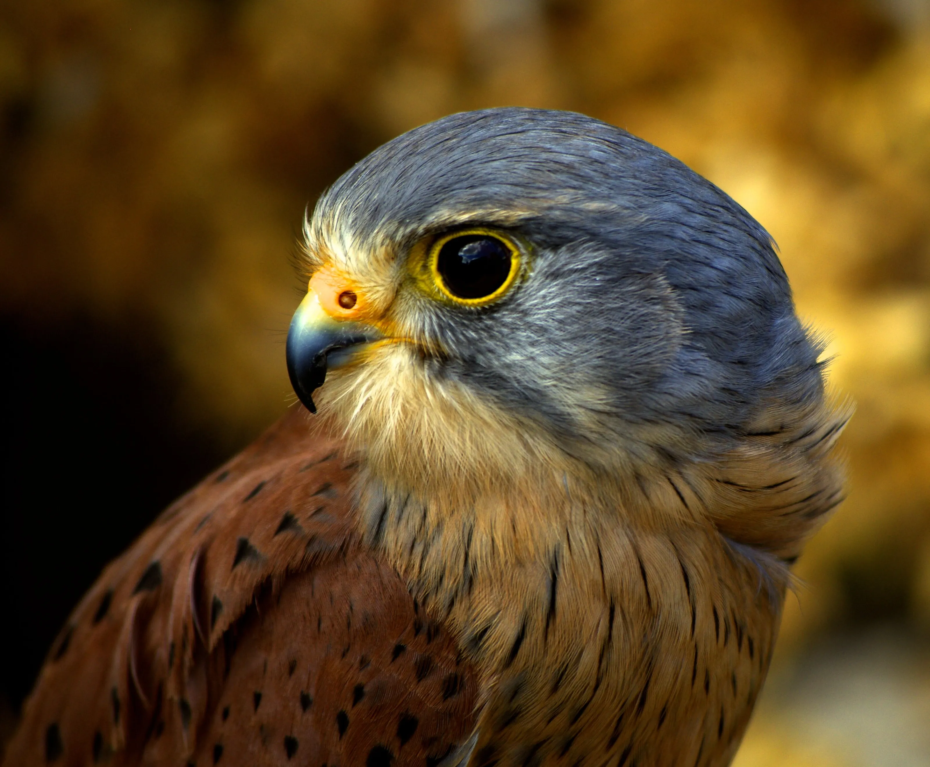 Male Kestrel