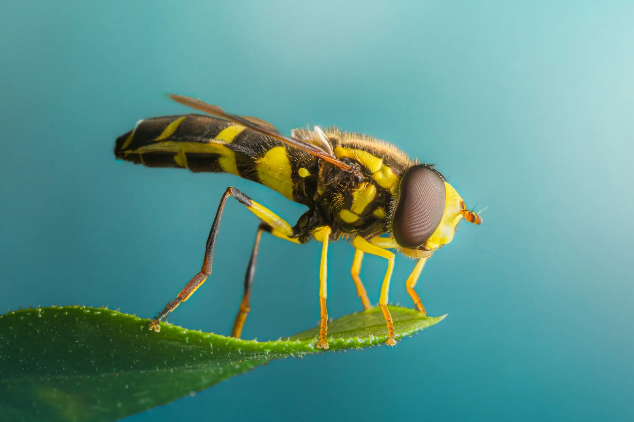 Harlequin Fly