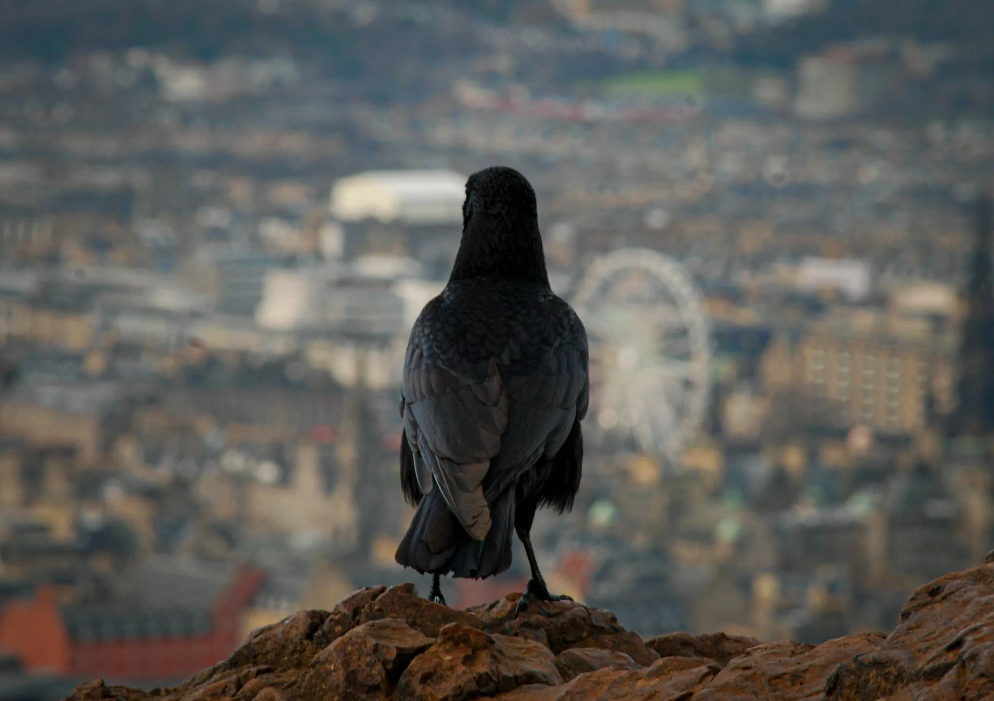 Birdwatching