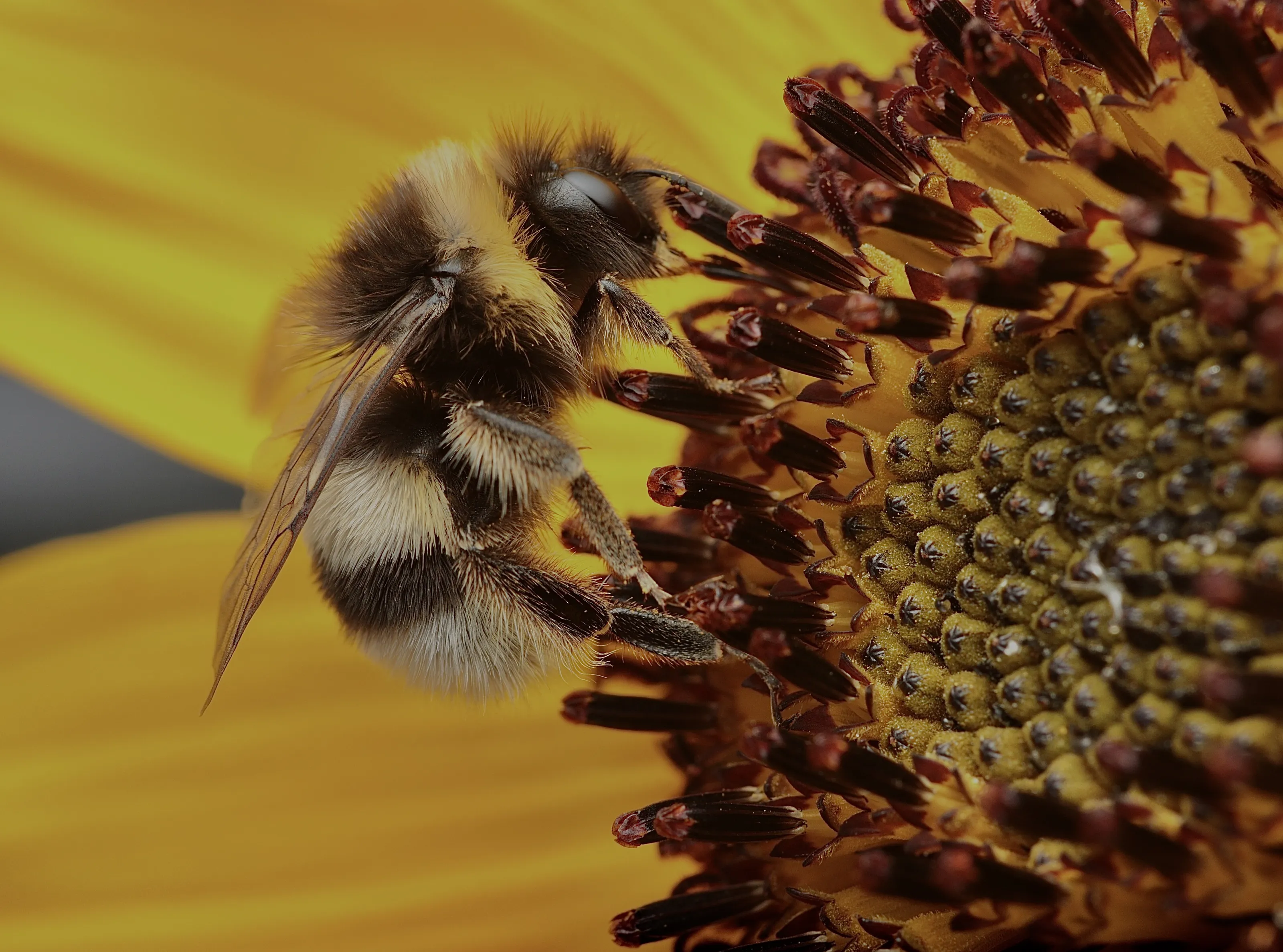 The bumblebee🐝🌻