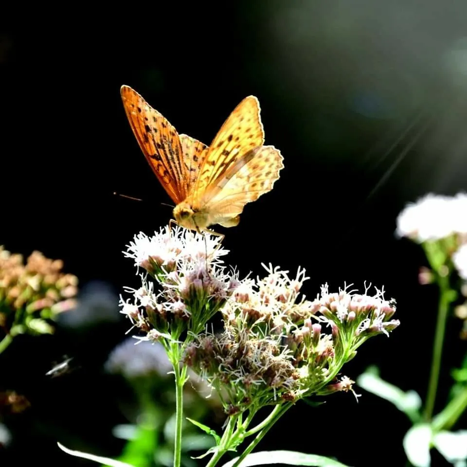 Garden Butterfly