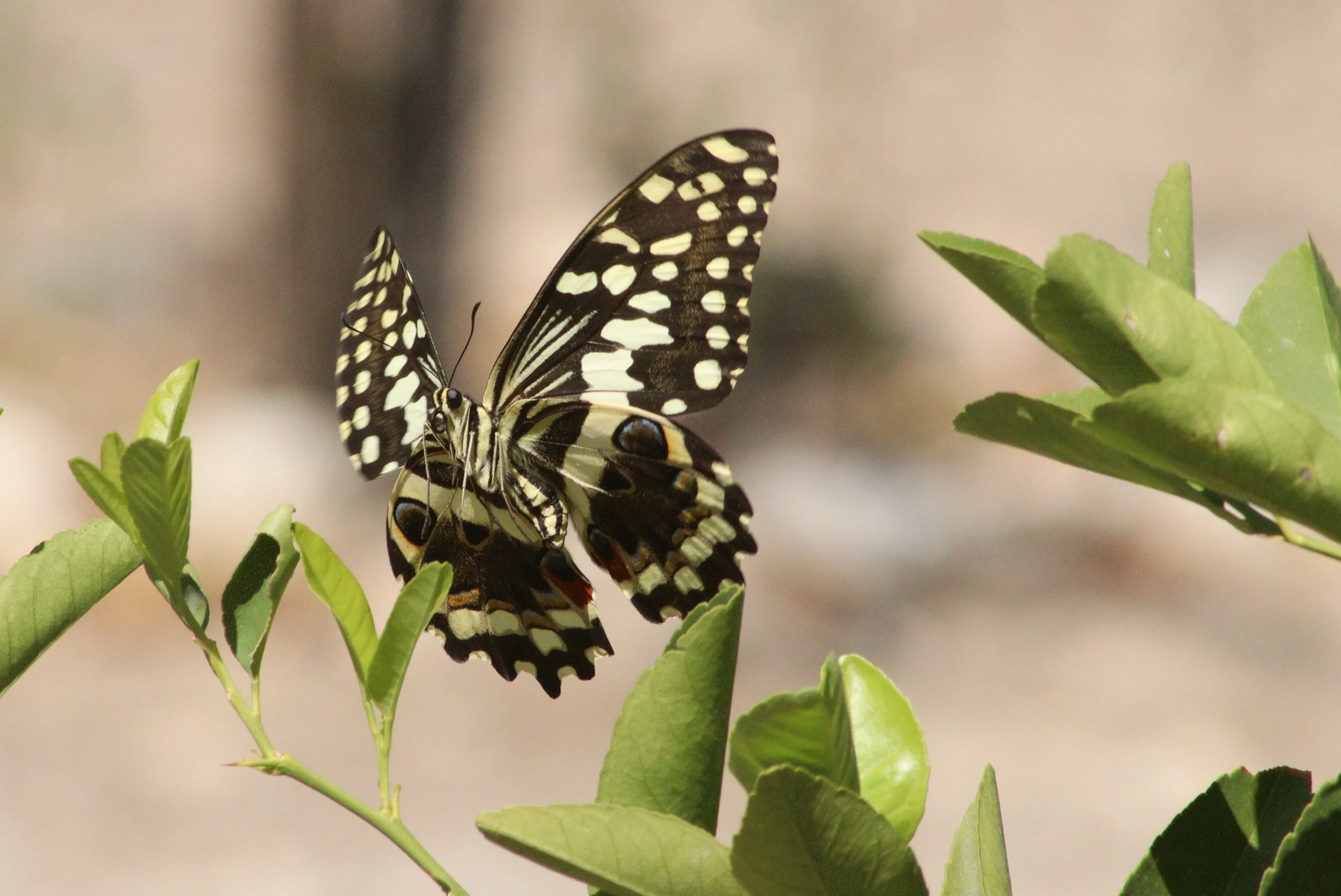 Take-off