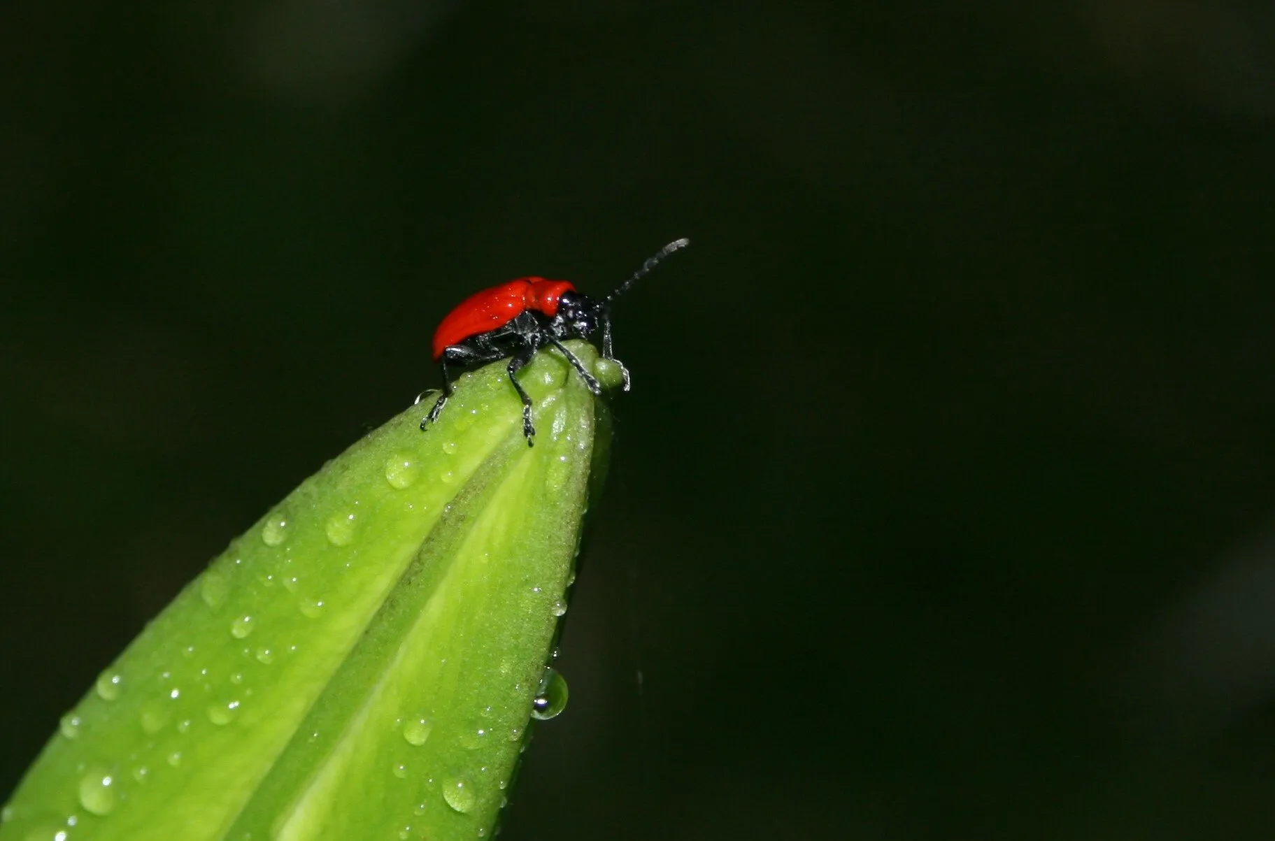 Lily Beetle
