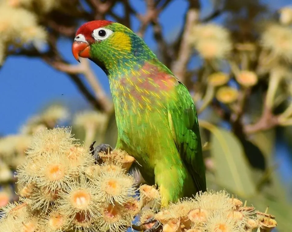 Varied Lorikeet