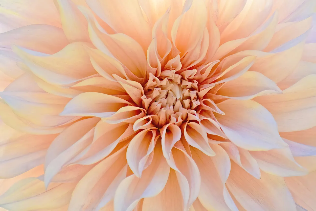 Flowing Dahlia