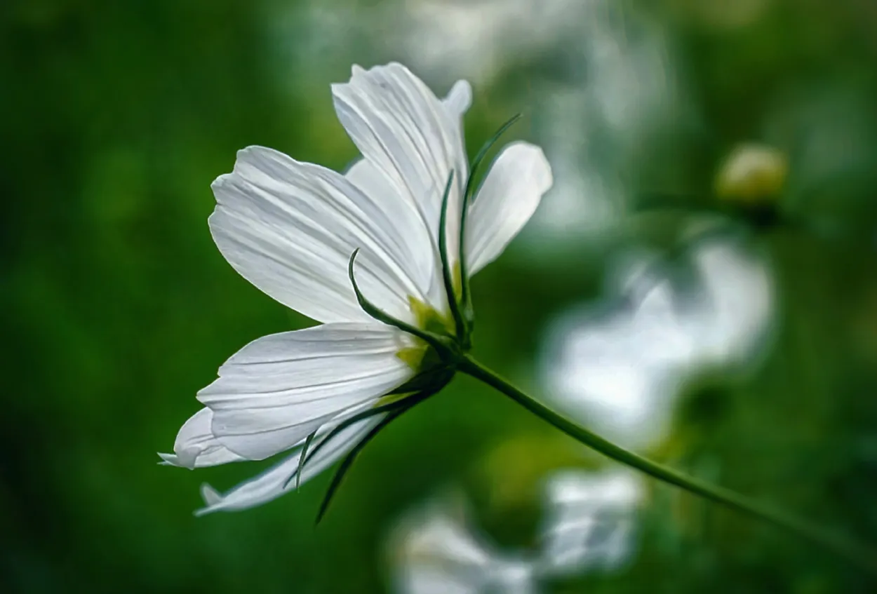 Entry 21876502