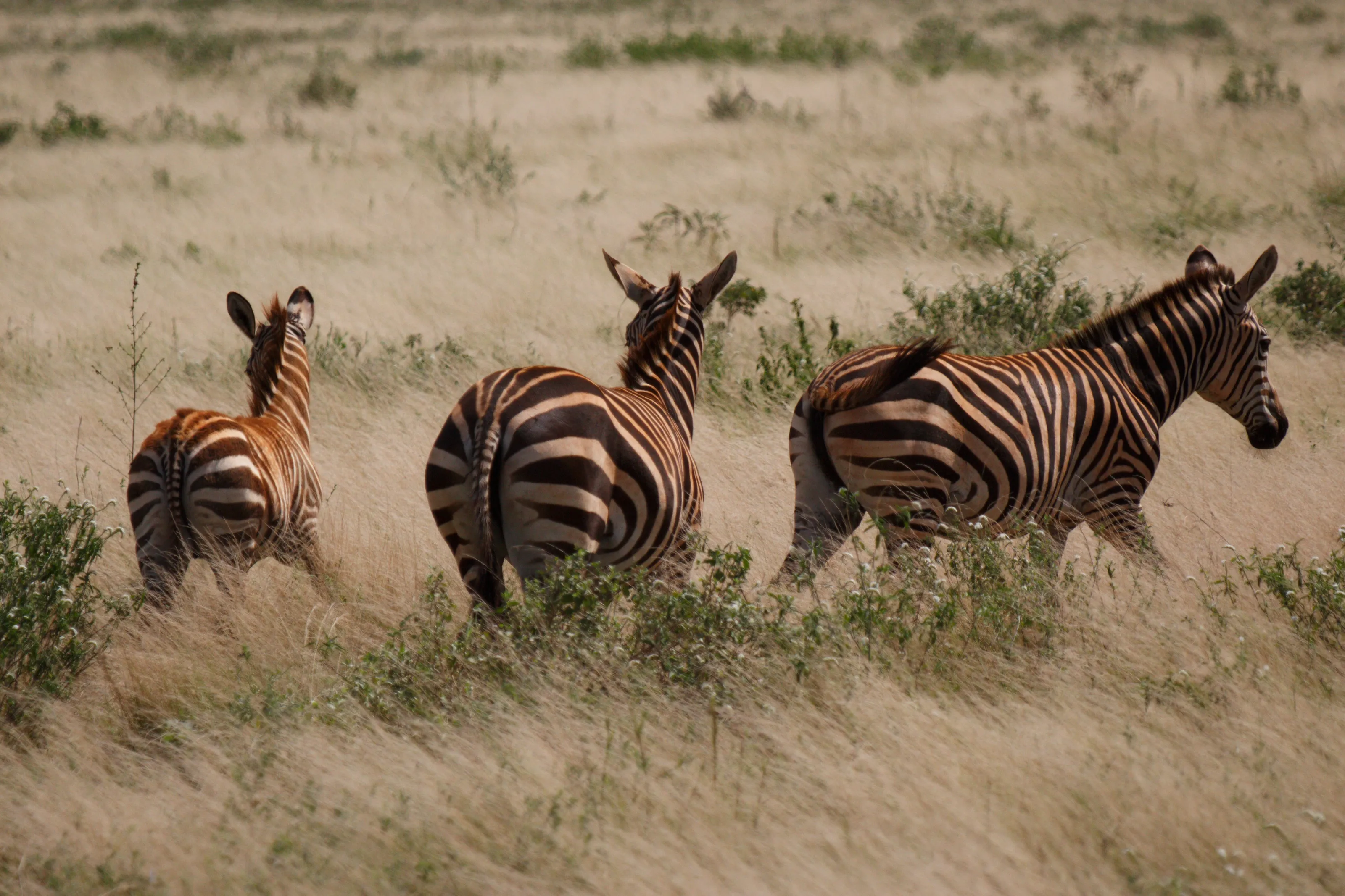 Zebras