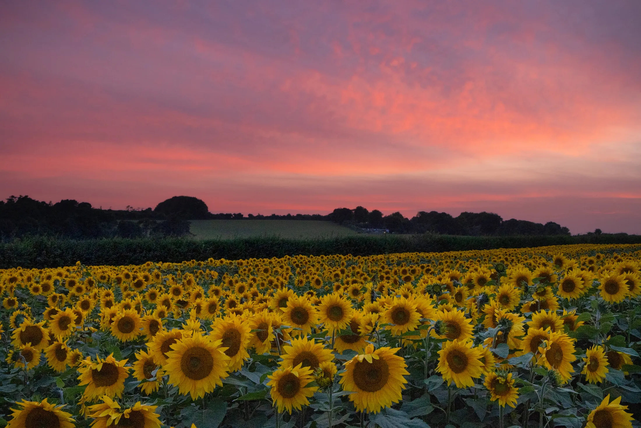 Sunflower sunset