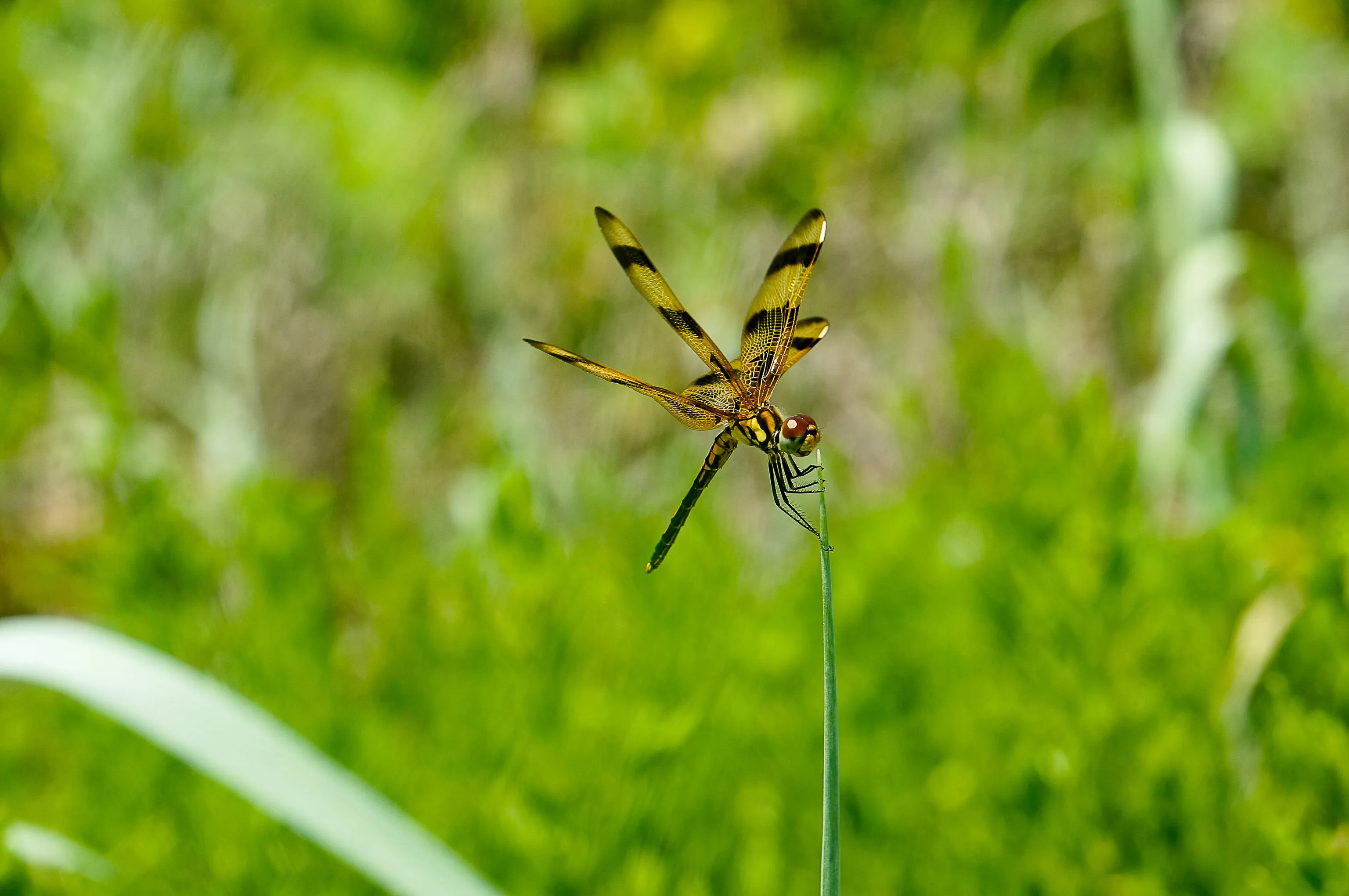 dragonfly on a blade of grass