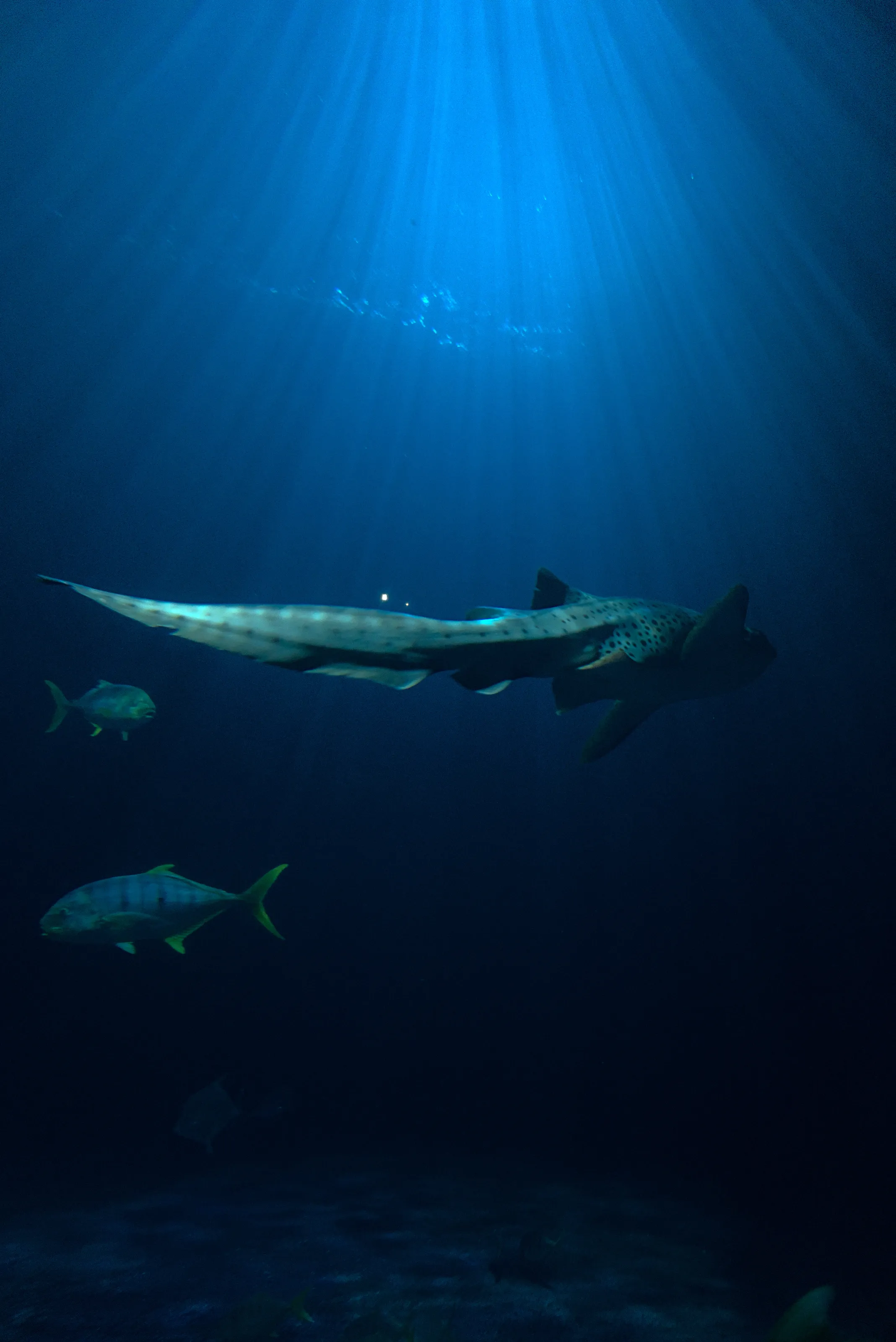 a leopard shark at burgers zoo